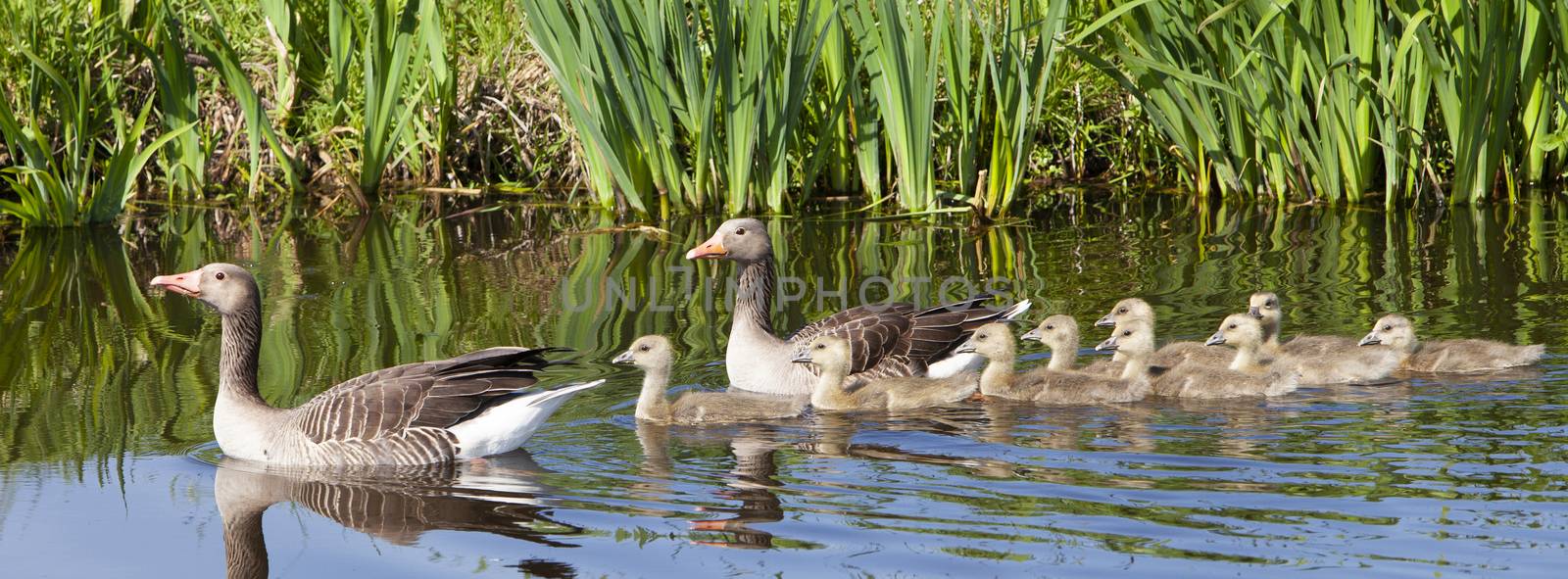 goose family in water of canal on spring day