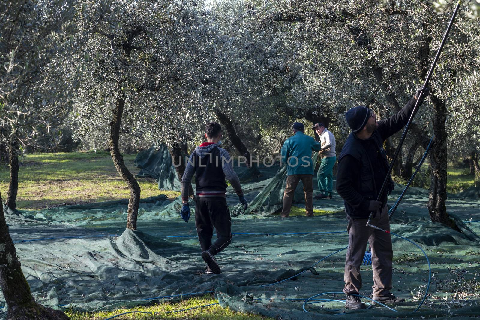 terni,italy november 26 2020:workers who harvest olive from the columns with hydraulic rakes