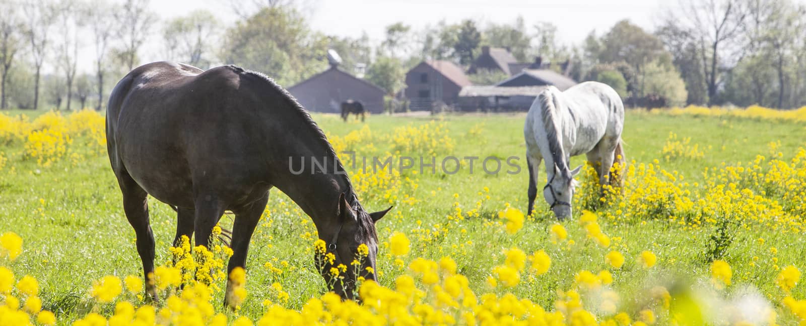 several horses grazing in green meadow with yellow rapeseed flowers and farm in the background in the netherlands