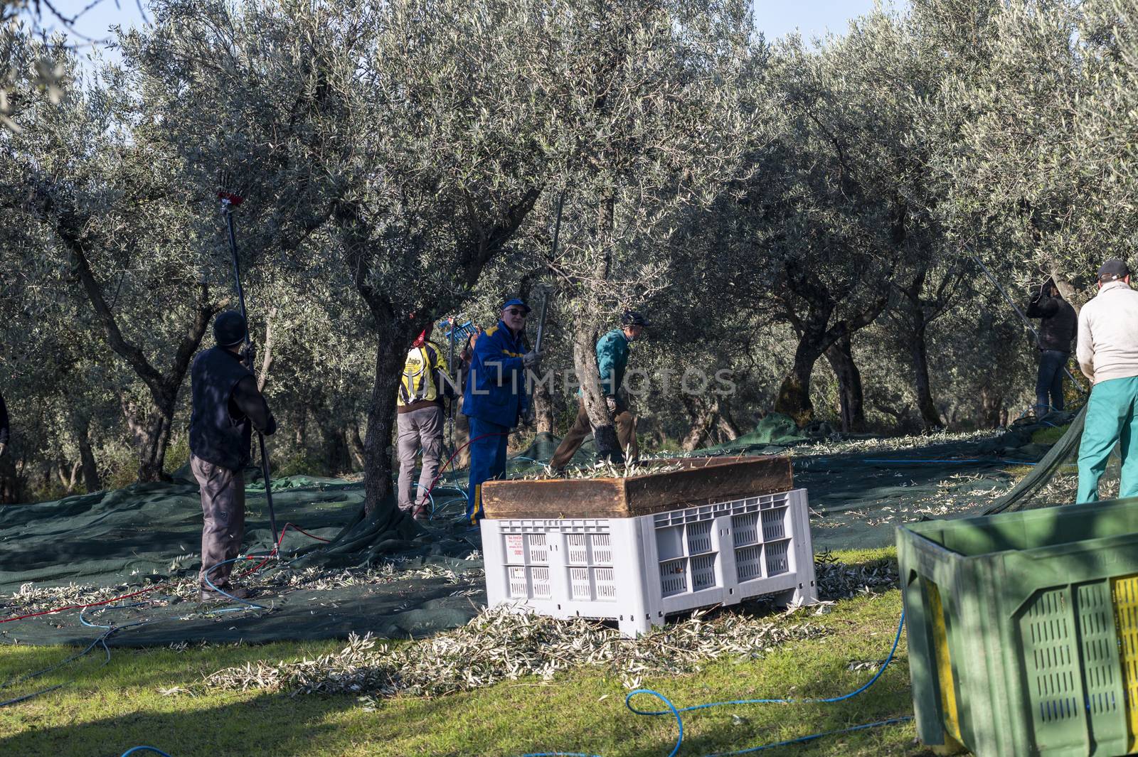 terni,italy november 26 2020:workers who harvest olive from the columns with hydraulic rakes