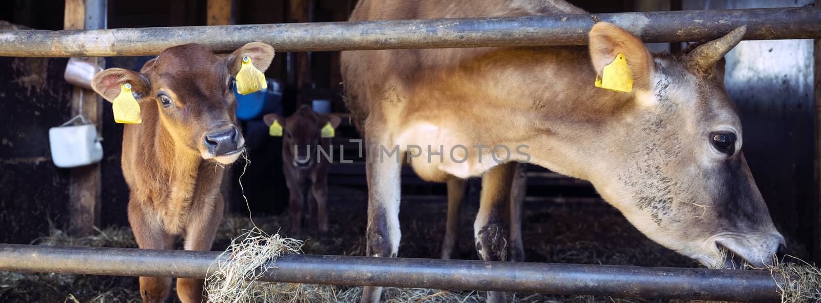 jersey cow and calves in open stable on dutch organic farm in the netherlands