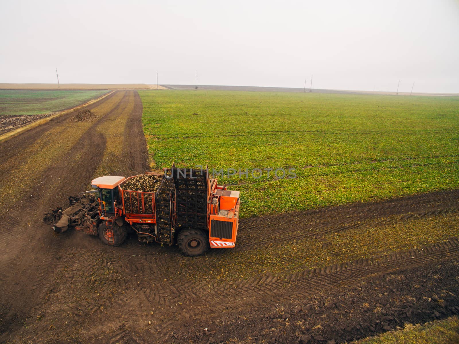 Harvesting Beets in the Green Field. Automated Equipment.