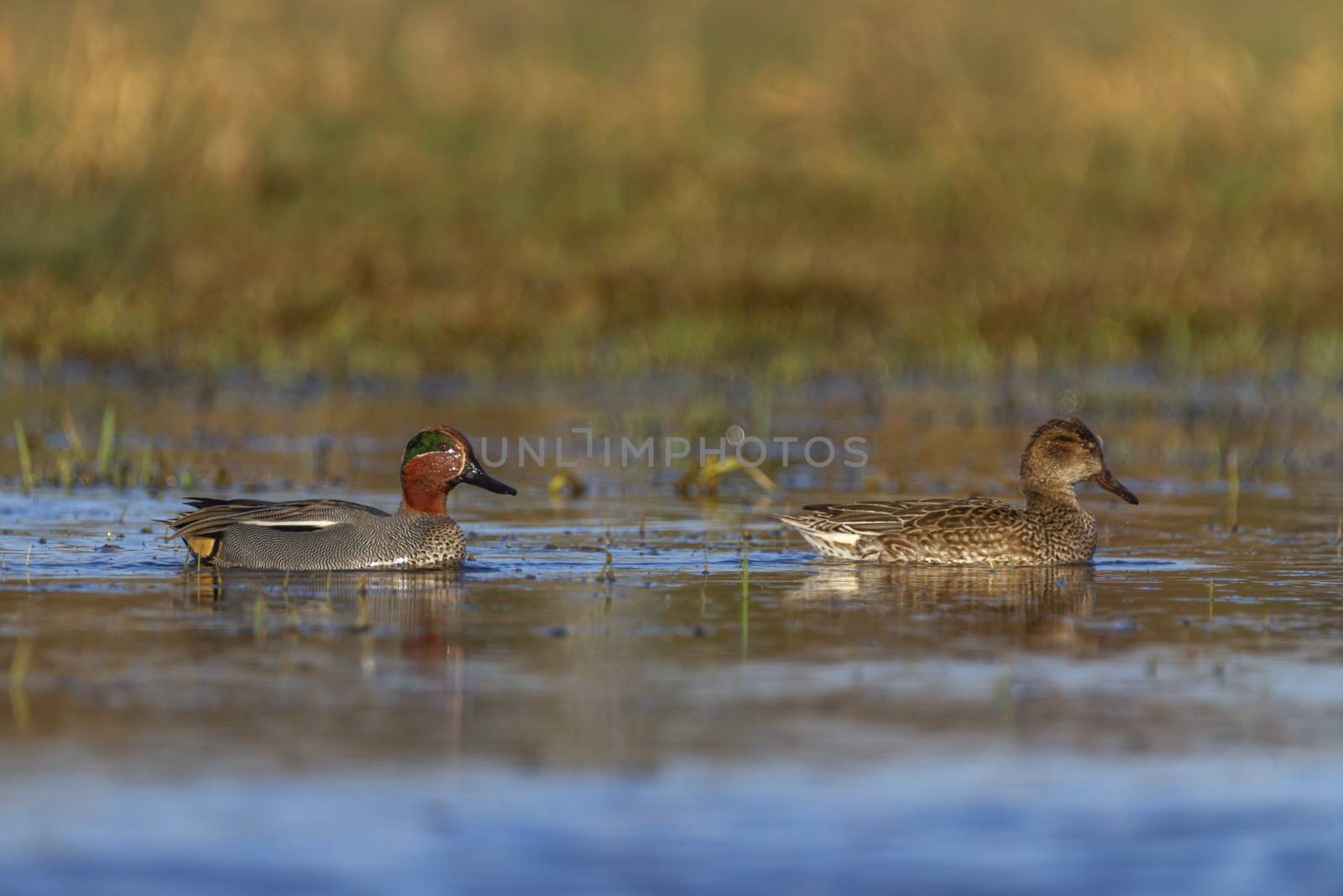 Couple of eurasian teals or common teals, anas crecca, ducks floating on the water