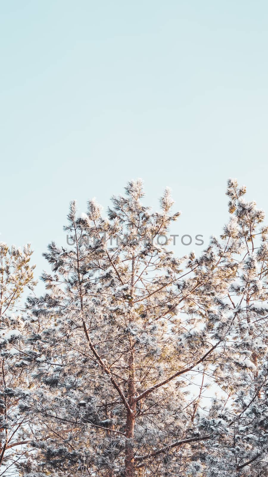 Top of pine trees after snowfall. Winter in forest. Snowy weathe by aksenovko