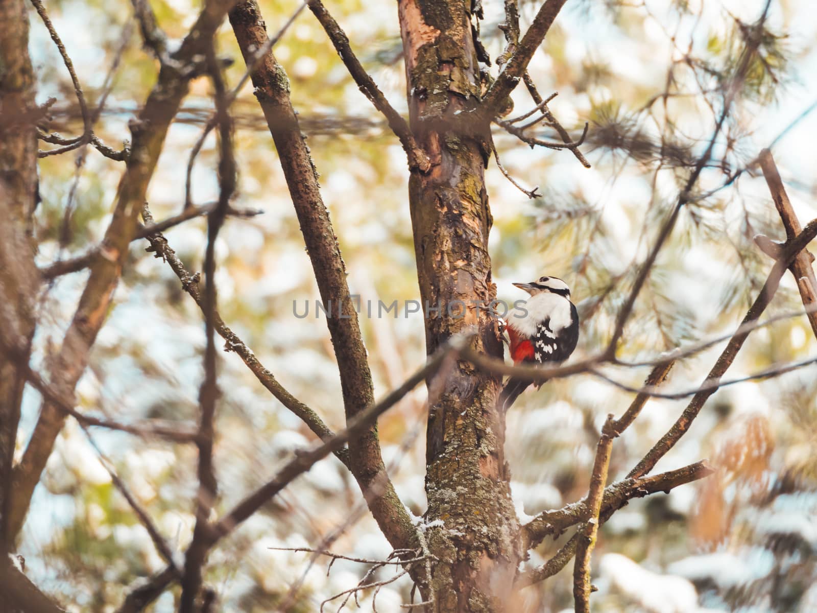 Great spotted woodpecker, Dendrocopos major, knocks on the bark of a tree, extracting edable insects. Bird in winter forest.