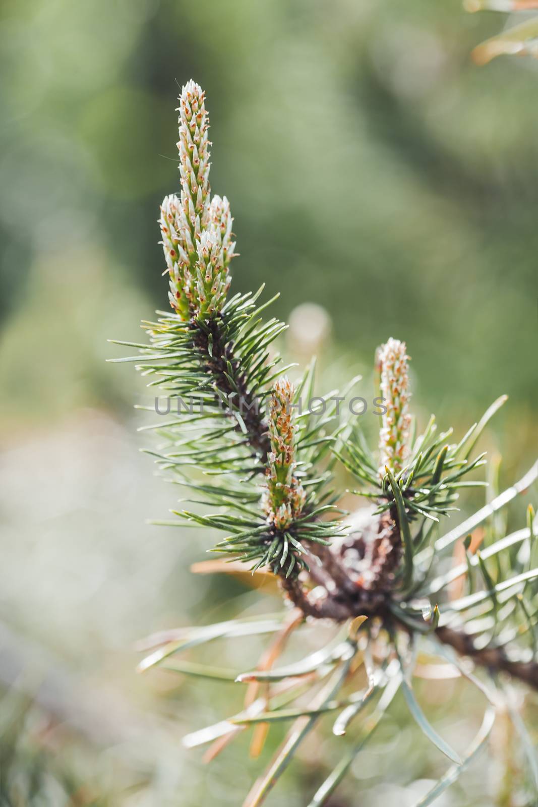 Blossoming pine tree branches. Coniferous tree is bloom. Spring season in forest. Natural background.