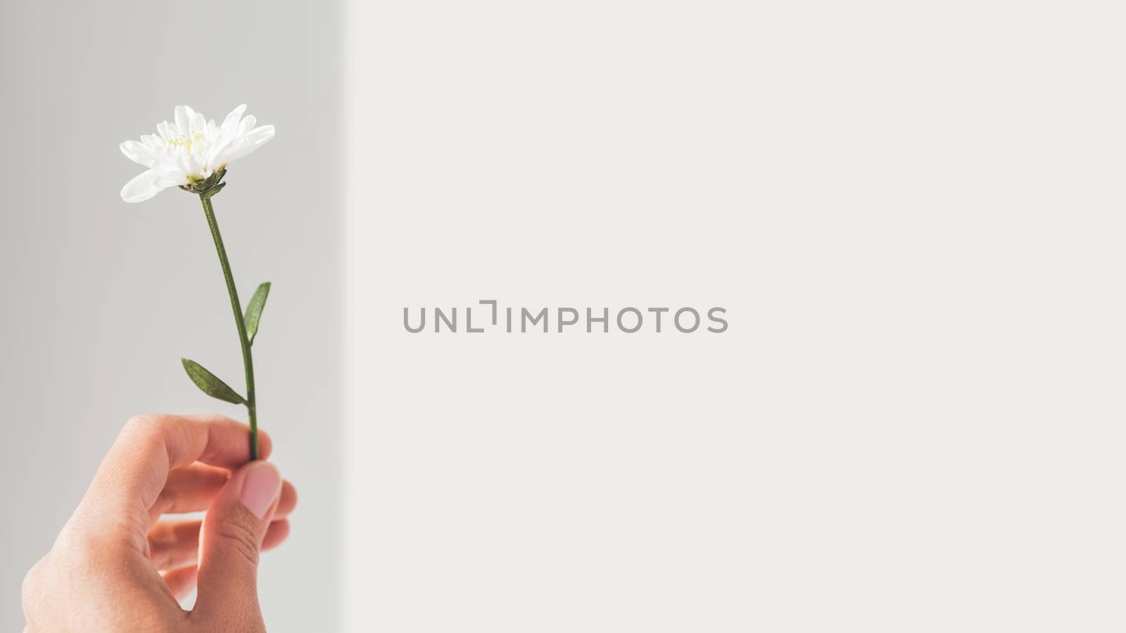 Hand with fragile chrysanthemum flower. Woman is holding blooming flower on grey background with copy space. Light and shadow.