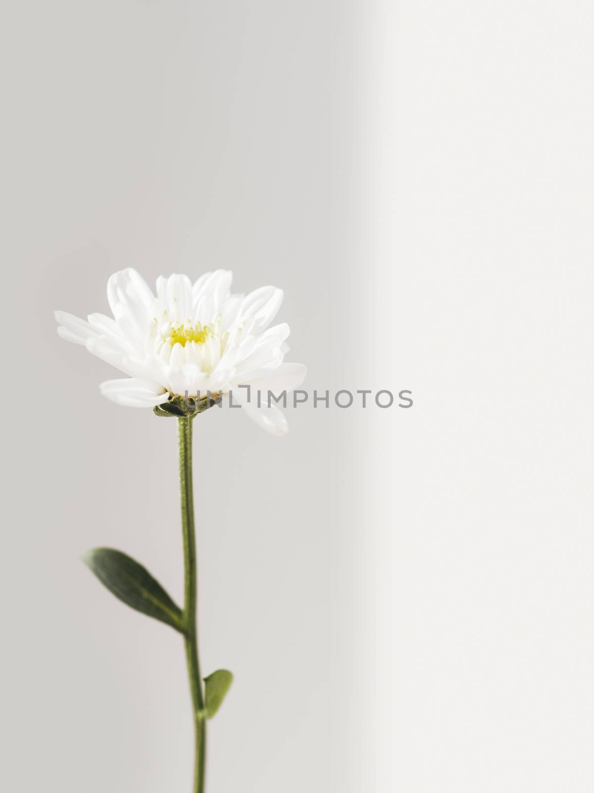 Fragile chrysanthemum flower. Blooming flower on grey background with copy space. Light and shadow.