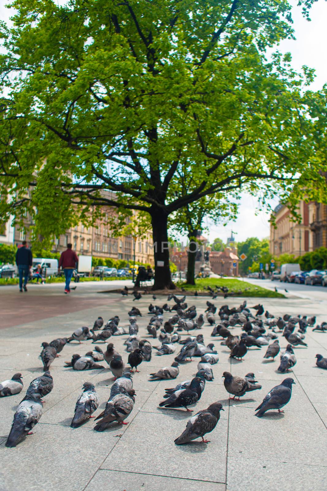 A lured place. A flock of pigeons graze on the city alley.