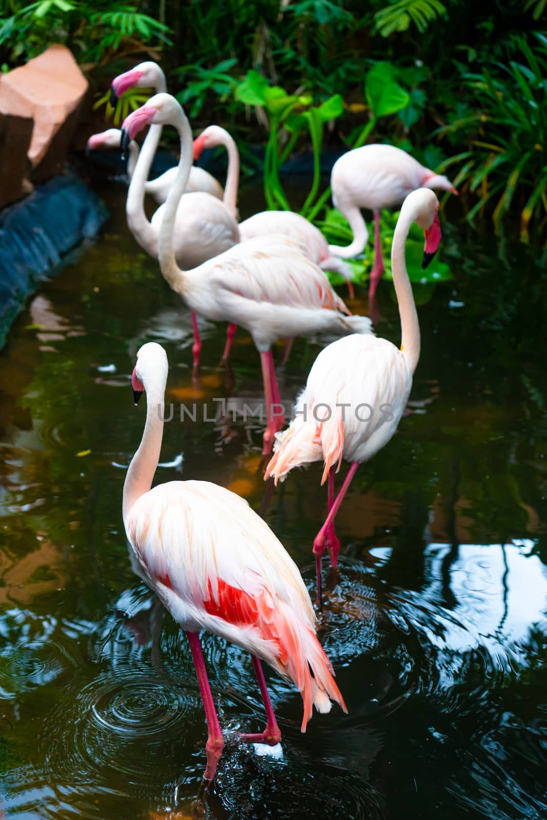 Flock of pink flamingos in the zoo pond.