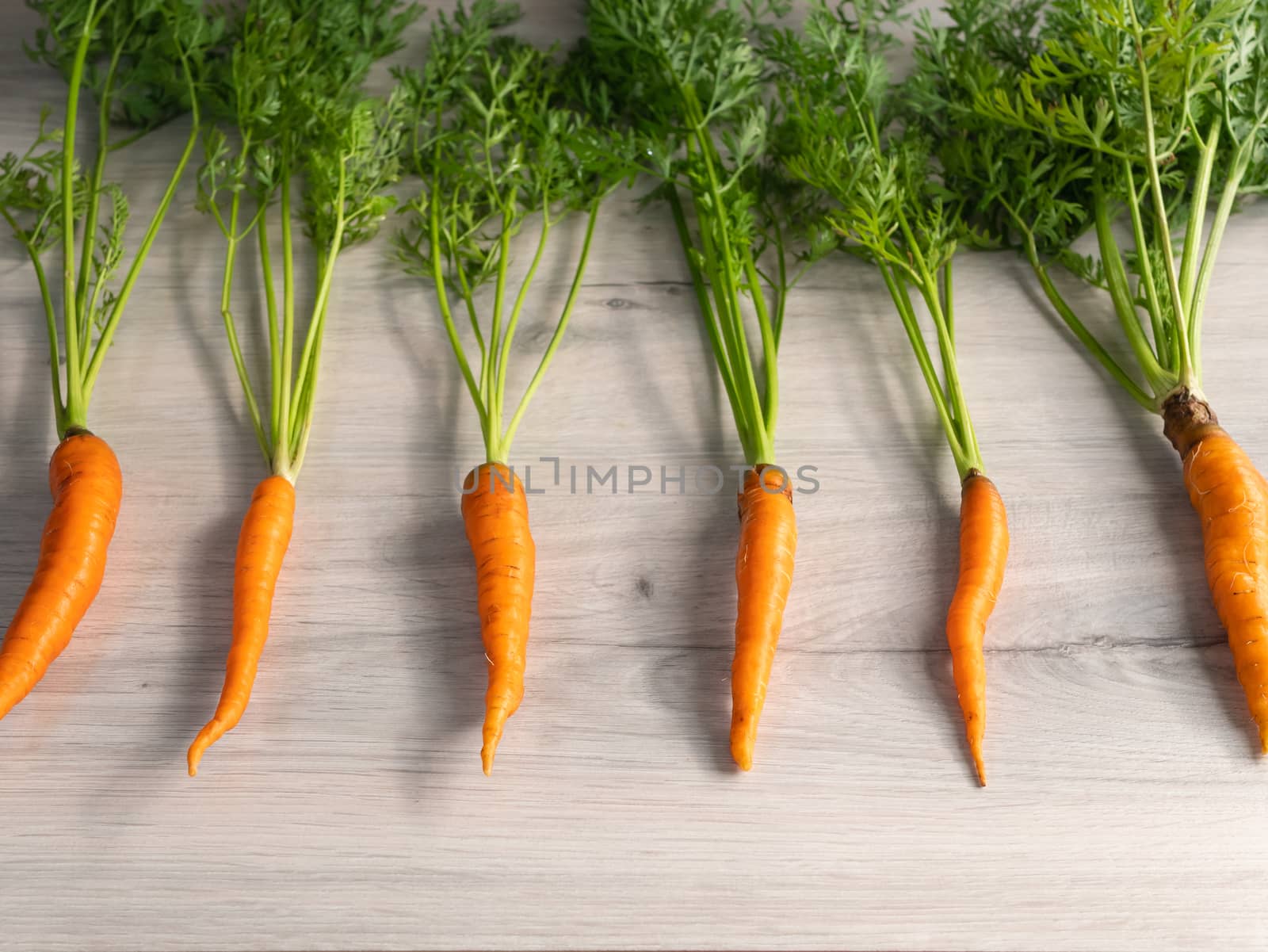 Fresh carrots only from the garden. Orange carrots with a green stem on a light background. Appetizing healthy vegetable by Try_my_best