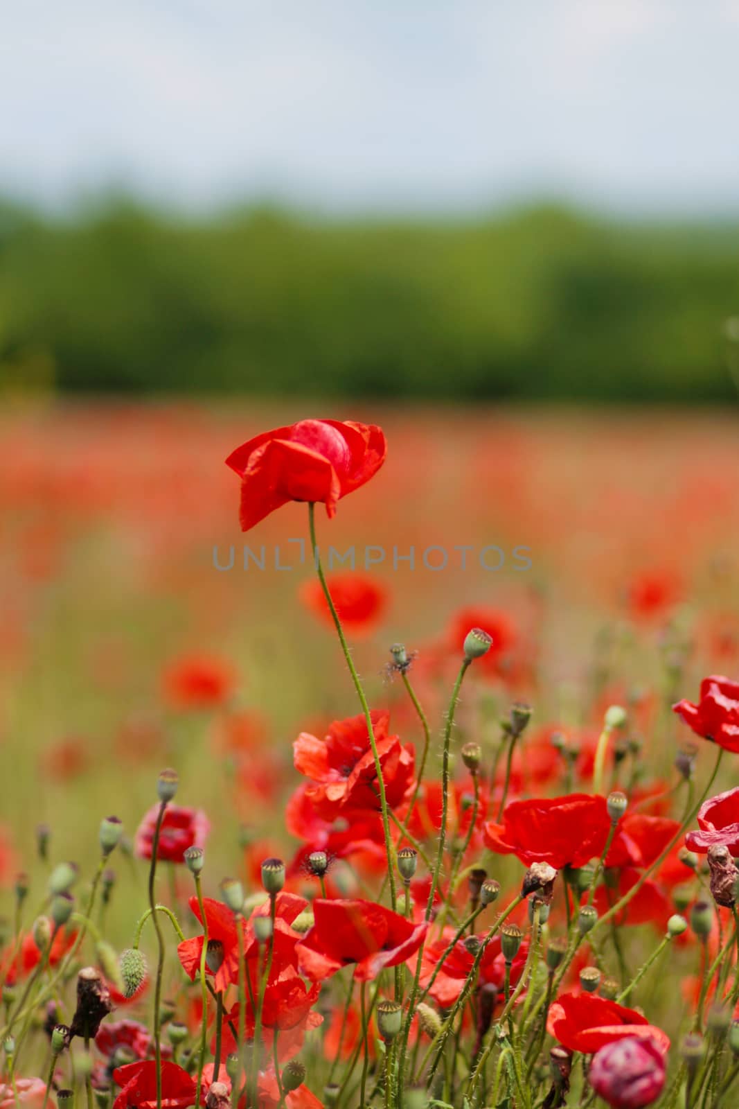 Blooming poppy field. Red poppy flower close up.