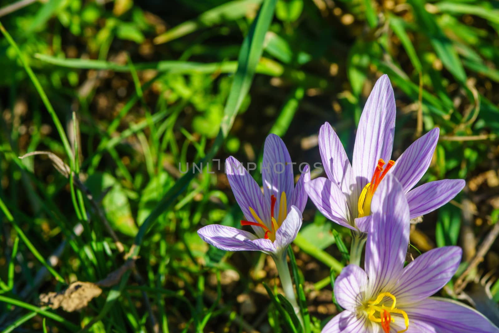 View of a Crocus pallasii flower, in the Upper Galilee, Northern Israel