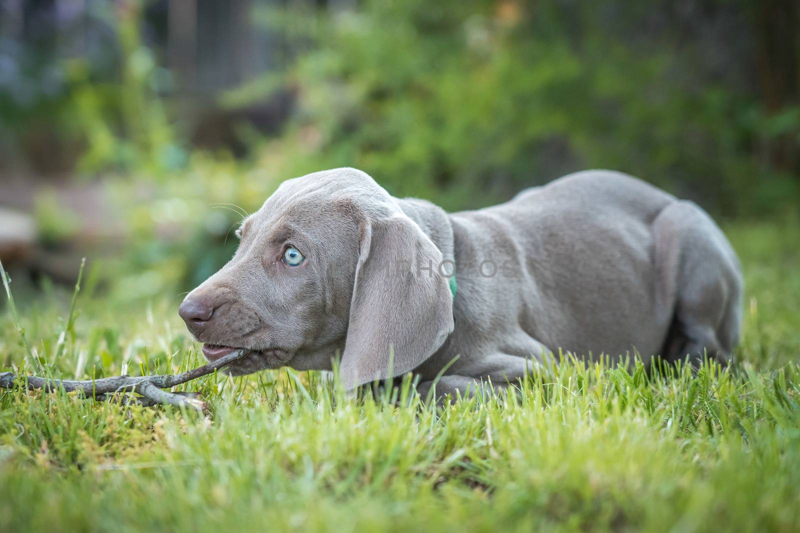 Portrait of cute weimaraner puppy dog breed at the park being playful. by petrsvoboda91