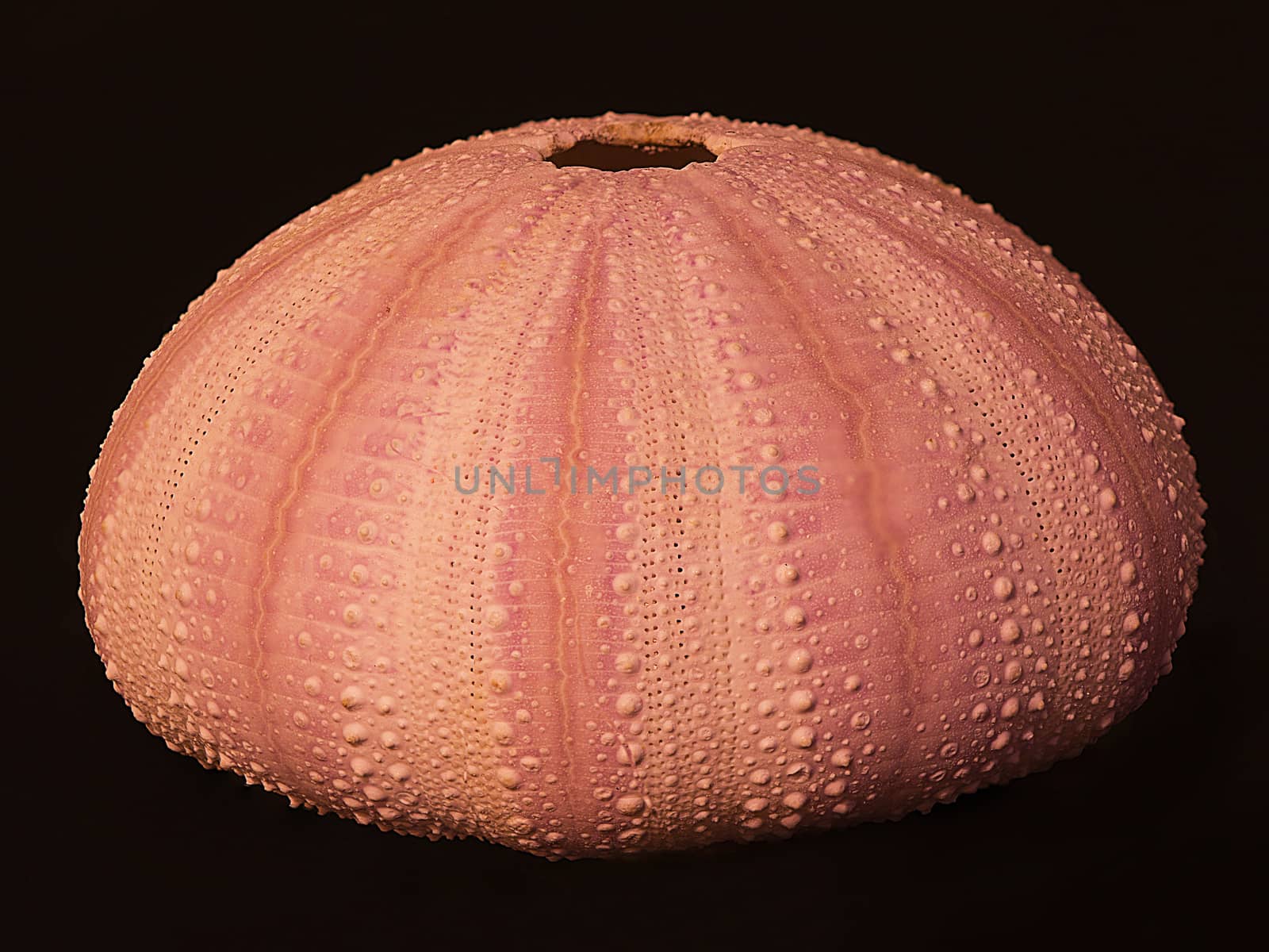 Orange pink dried sea urchin shell, or test.