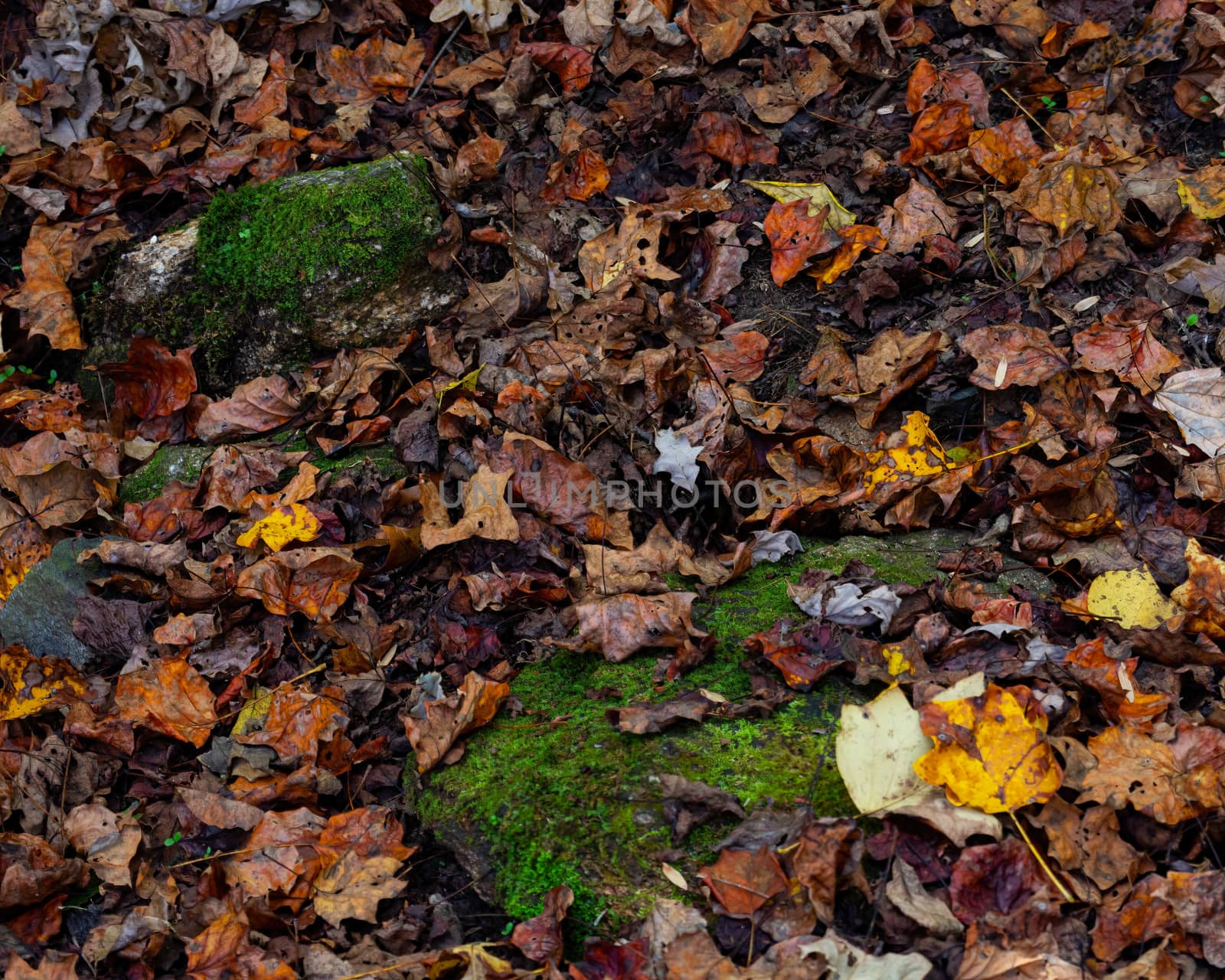 Wet Autumn Fallen Leaves by CharlieFloyd