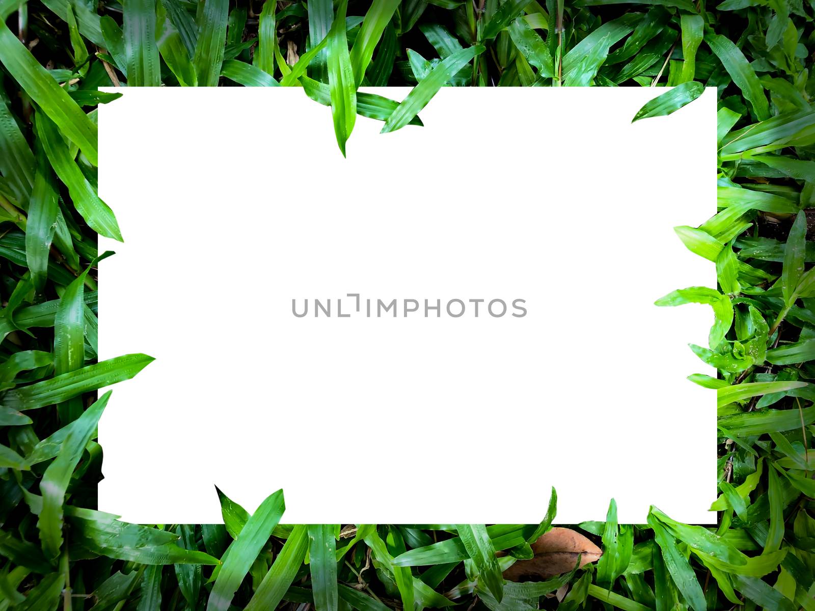 Blank rectangle in the plant and flowers ,Flat lay in white background