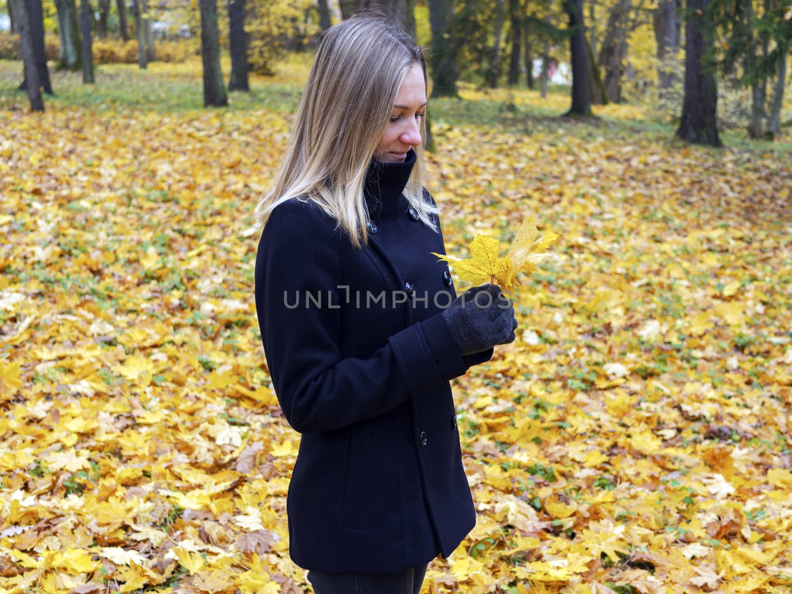 Young woman picks up fallen colorful autumn leaves. Girl collect yellow leaf. woman walking in the autumn Park