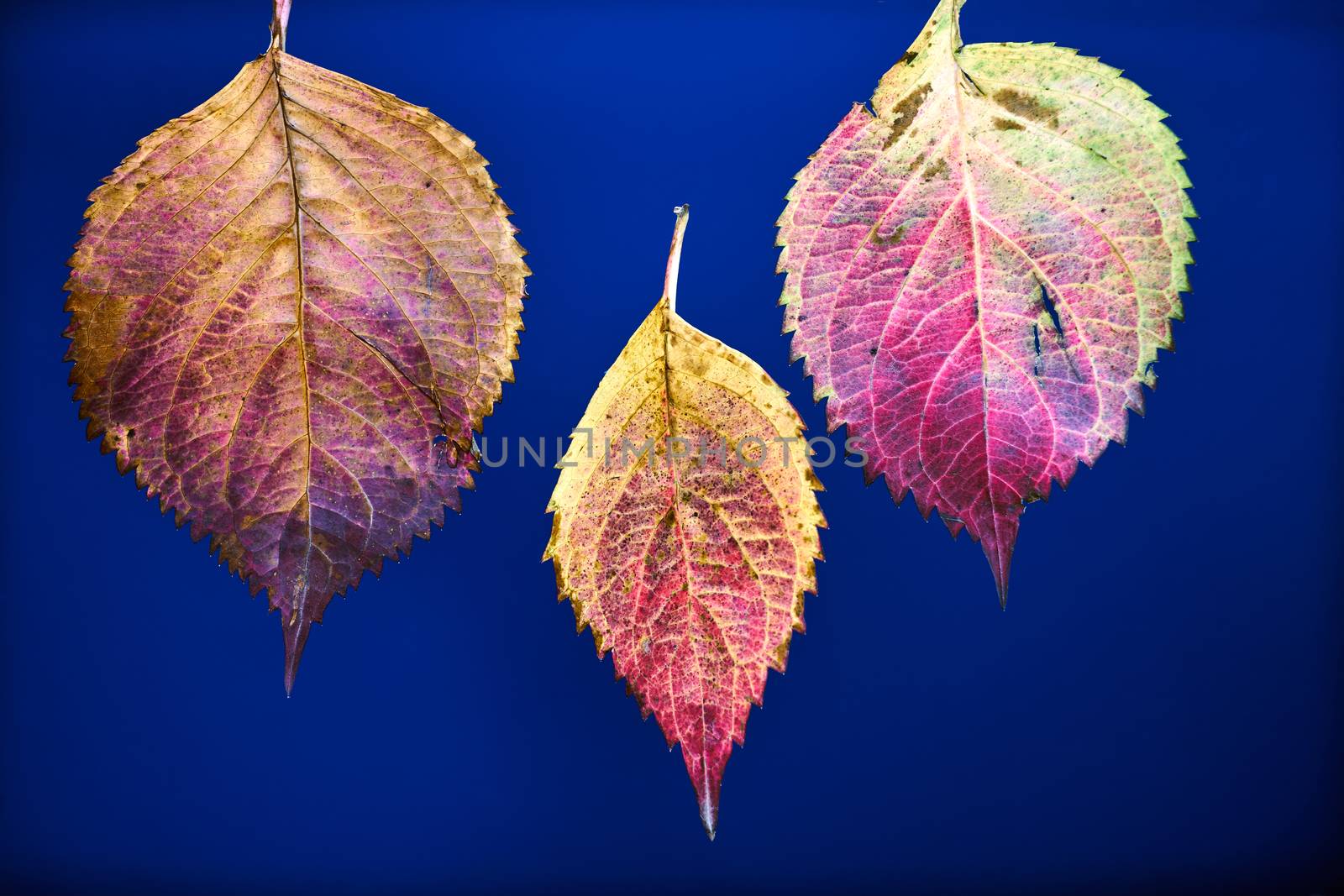 colorful leaves of a hydrangea bush during fall season against a blue background