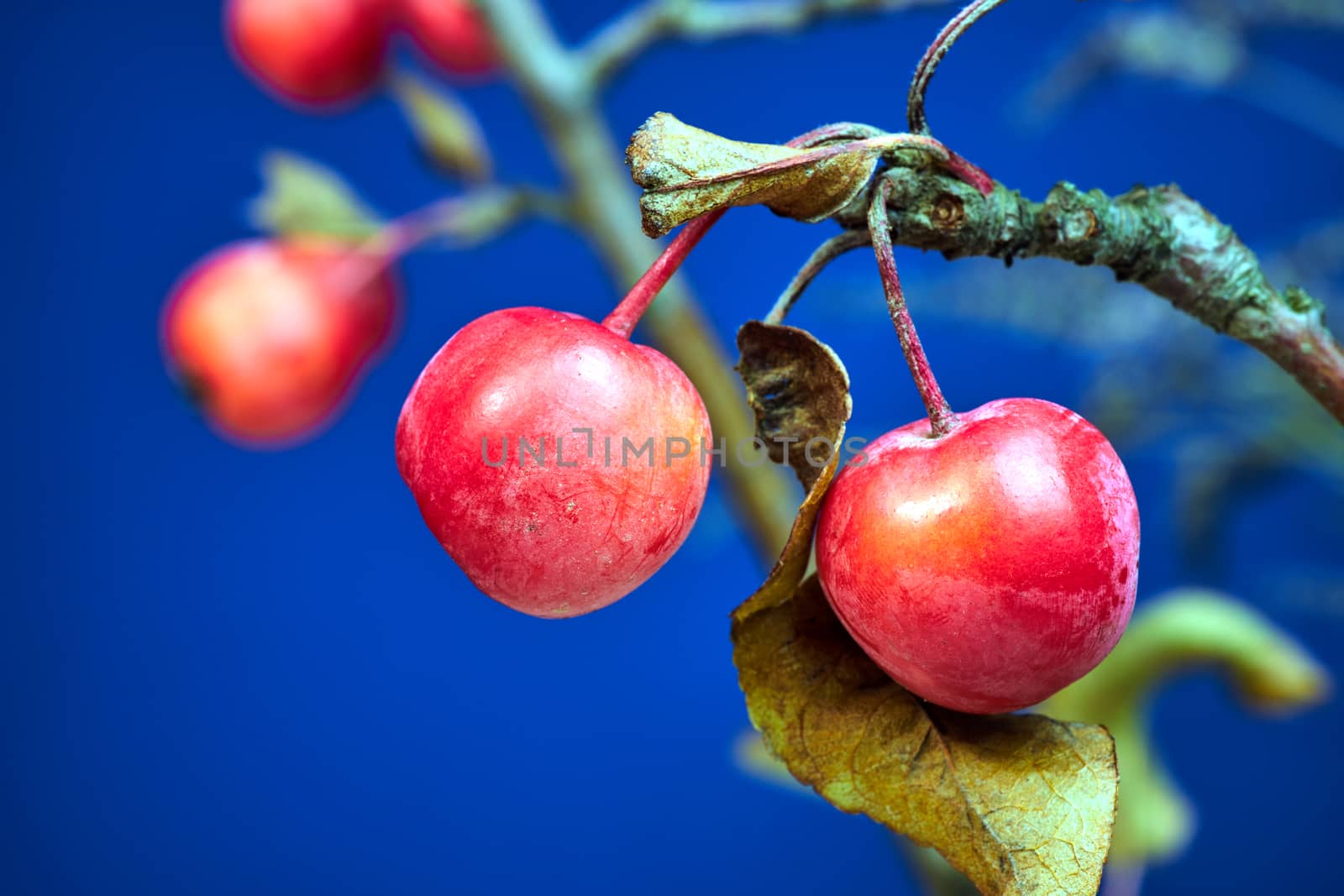 small, spherical fruit of paradise apple tree during autumn by gkordus