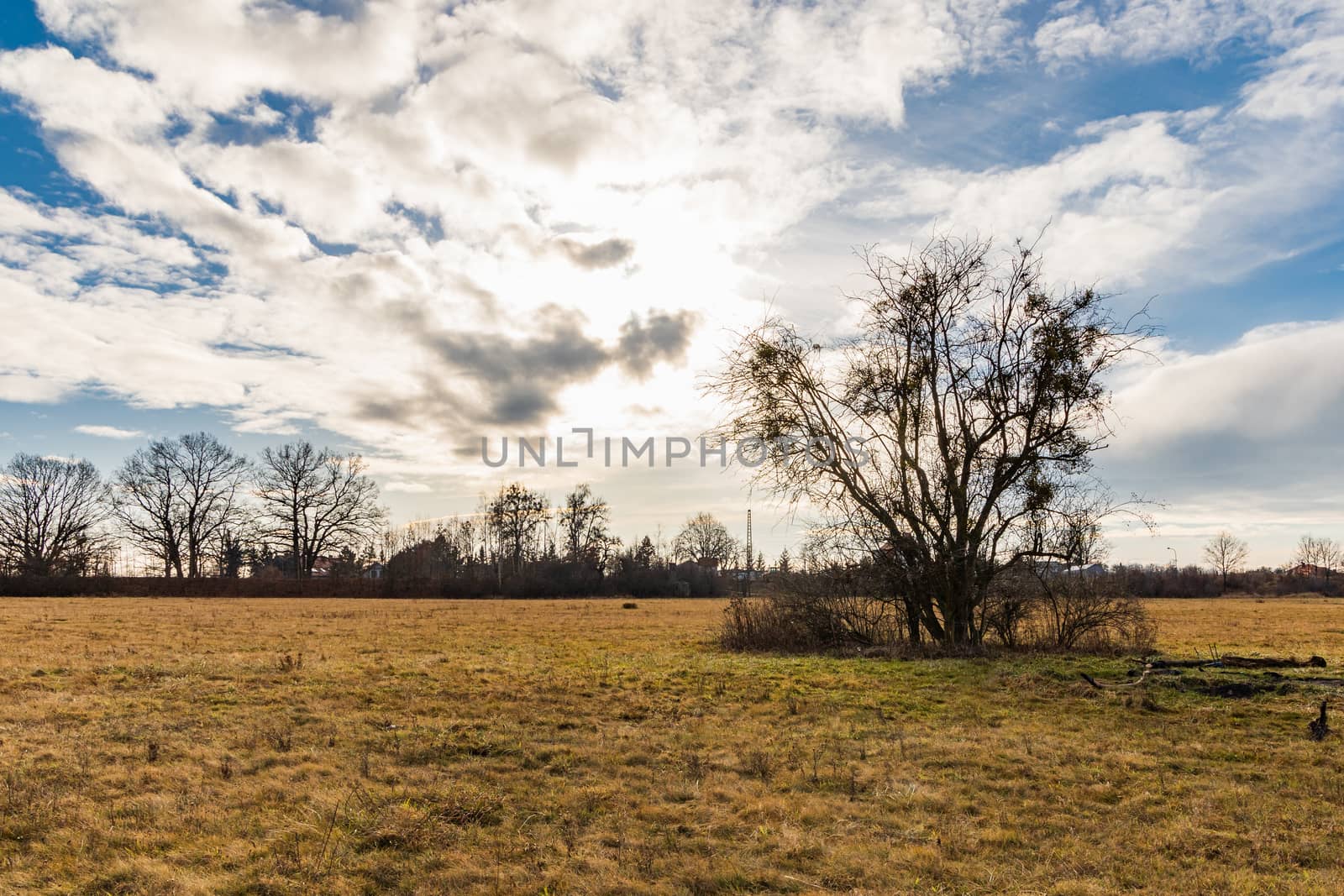 Colorful landscape of cloudy sunset over huge yellow field with small bushes on and around