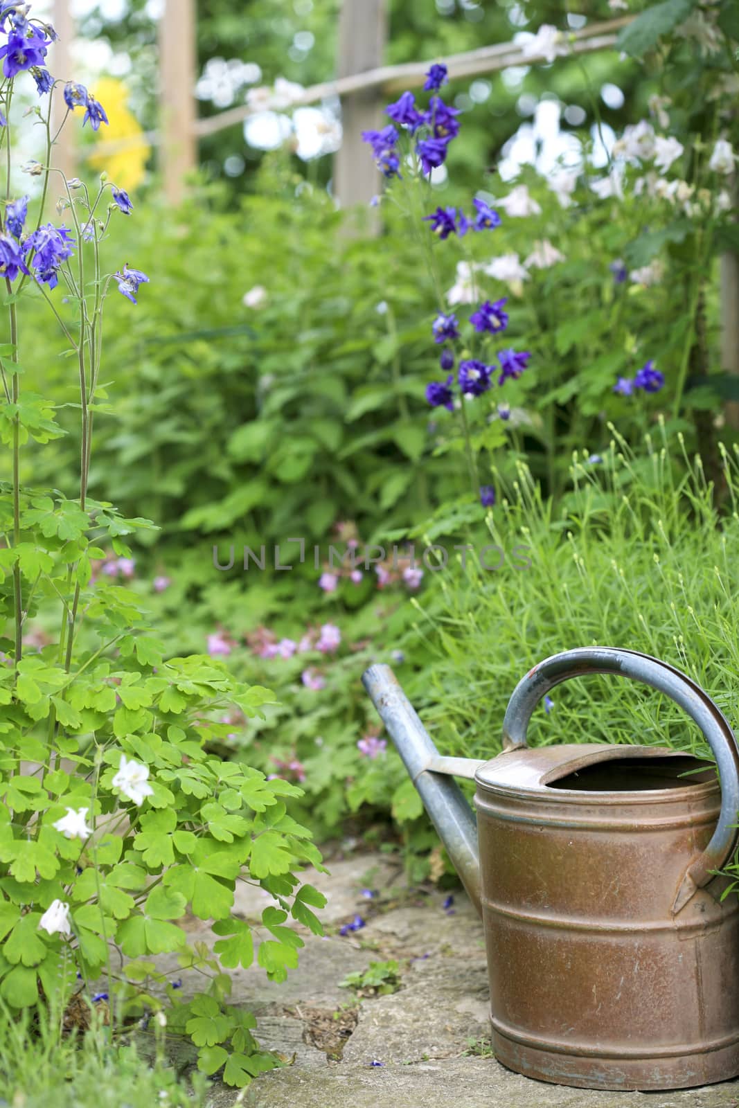 Old rusty watering can on garden footpath