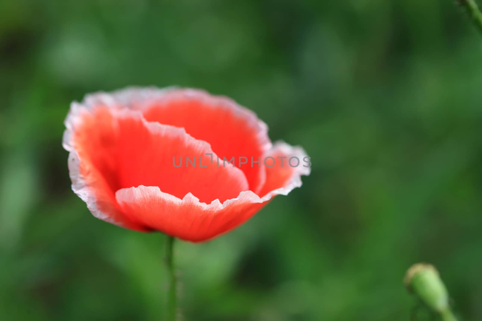 A beautiful red poppy bloom with copy space and green background