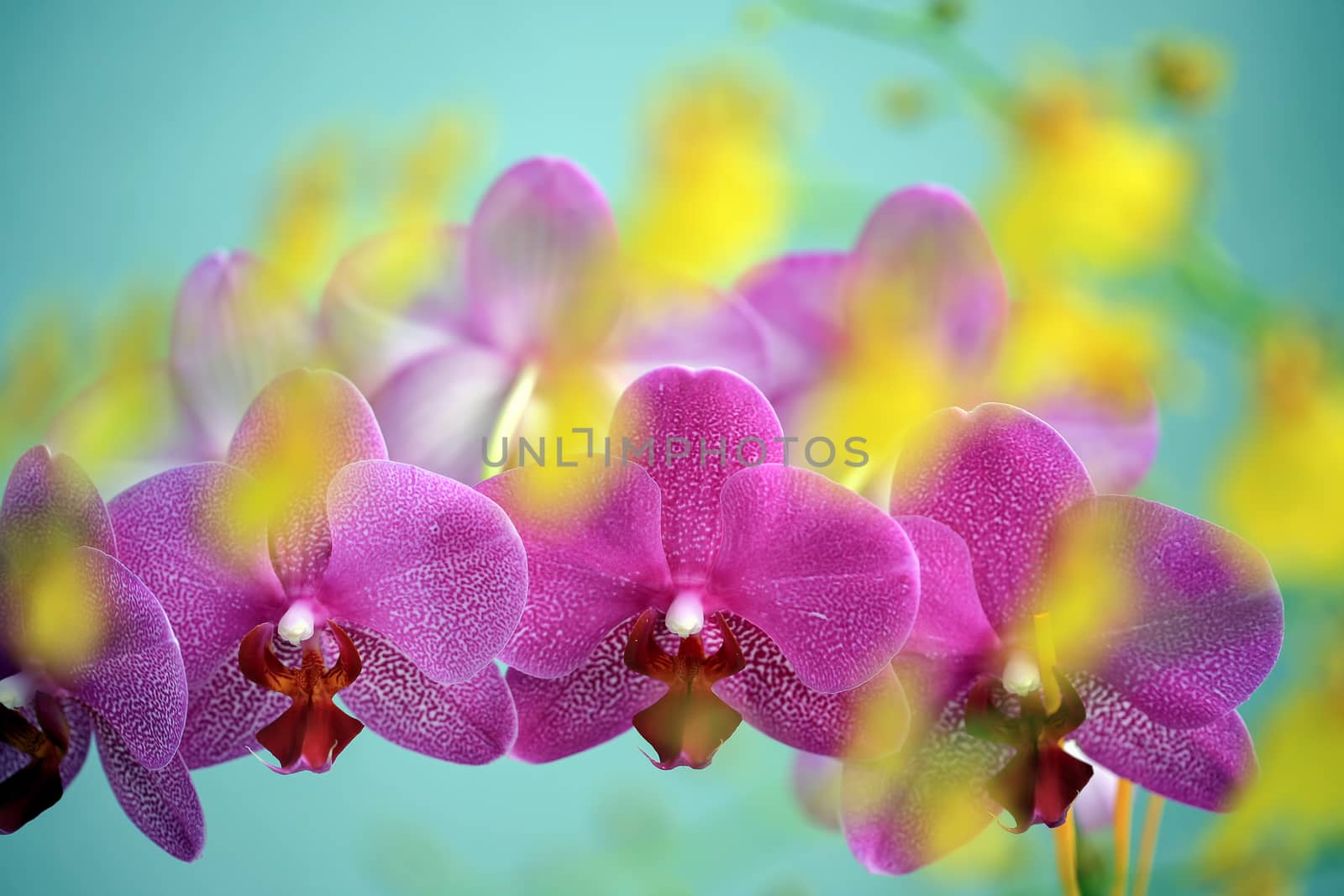Row of pink orchid blooms overlayed with unsharp yellow orchid blooms by Kasparart