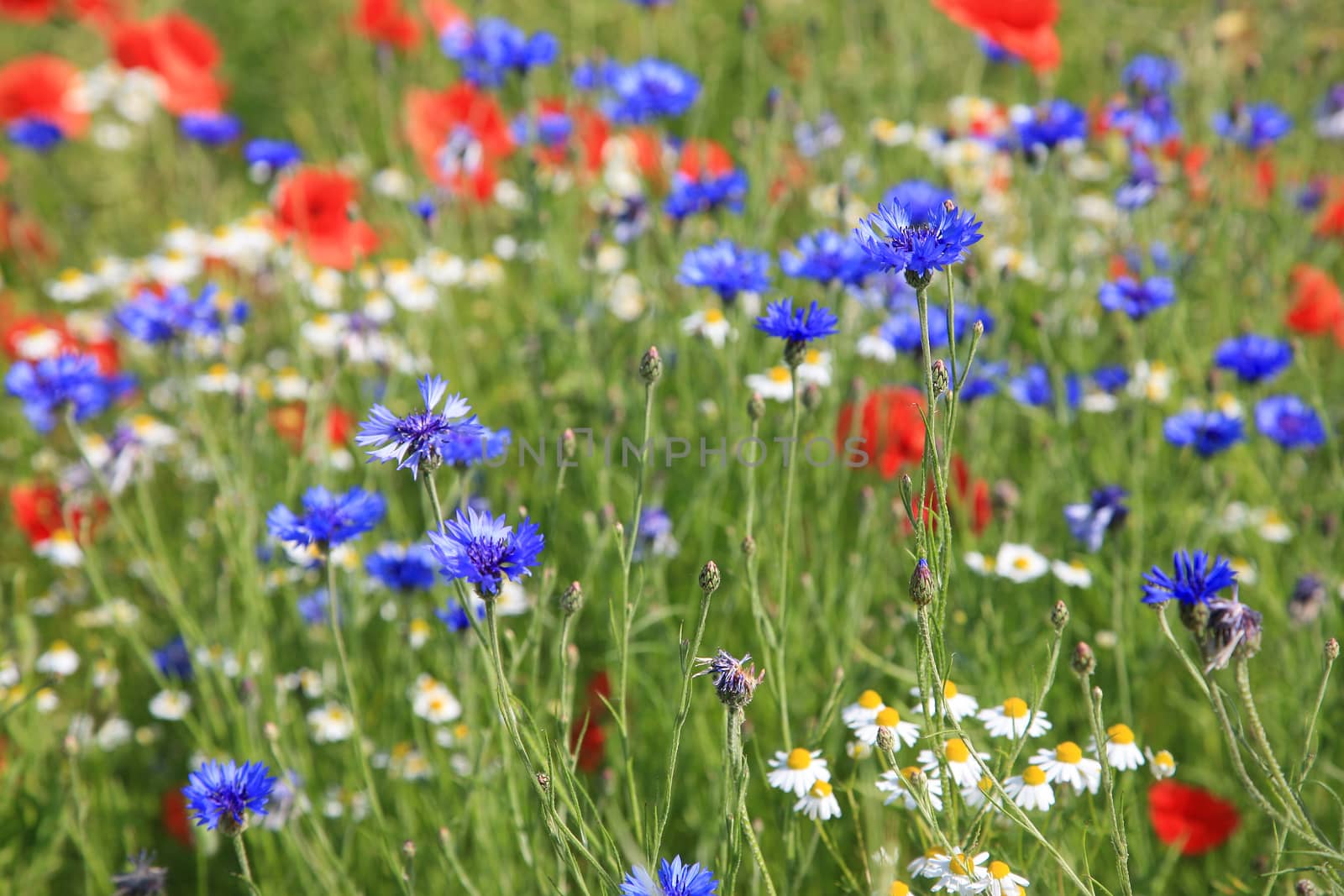 Wildflower meadow with cornflower and poppy