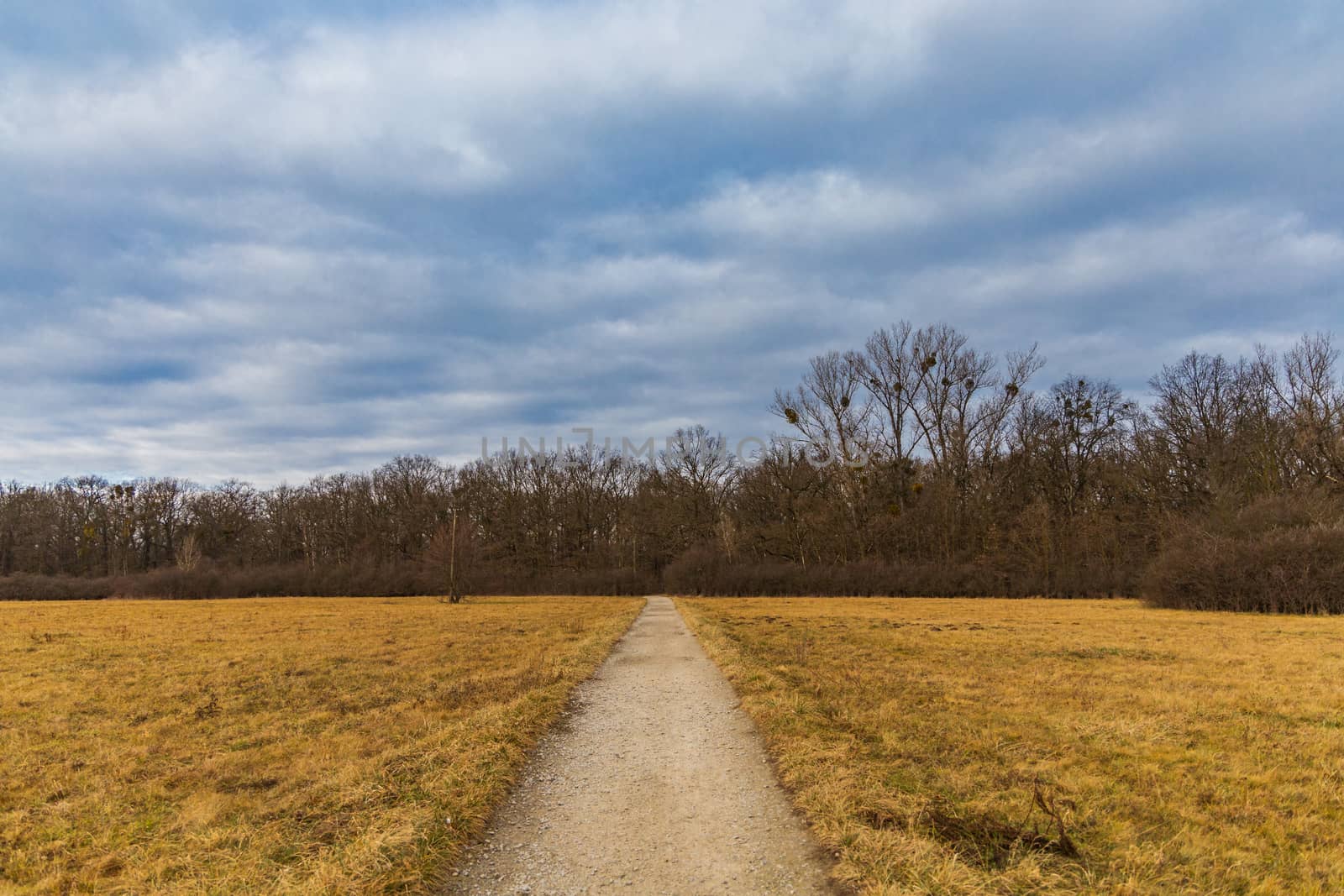 Long path to forest between yellow fields at sunny morning by Wierzchu