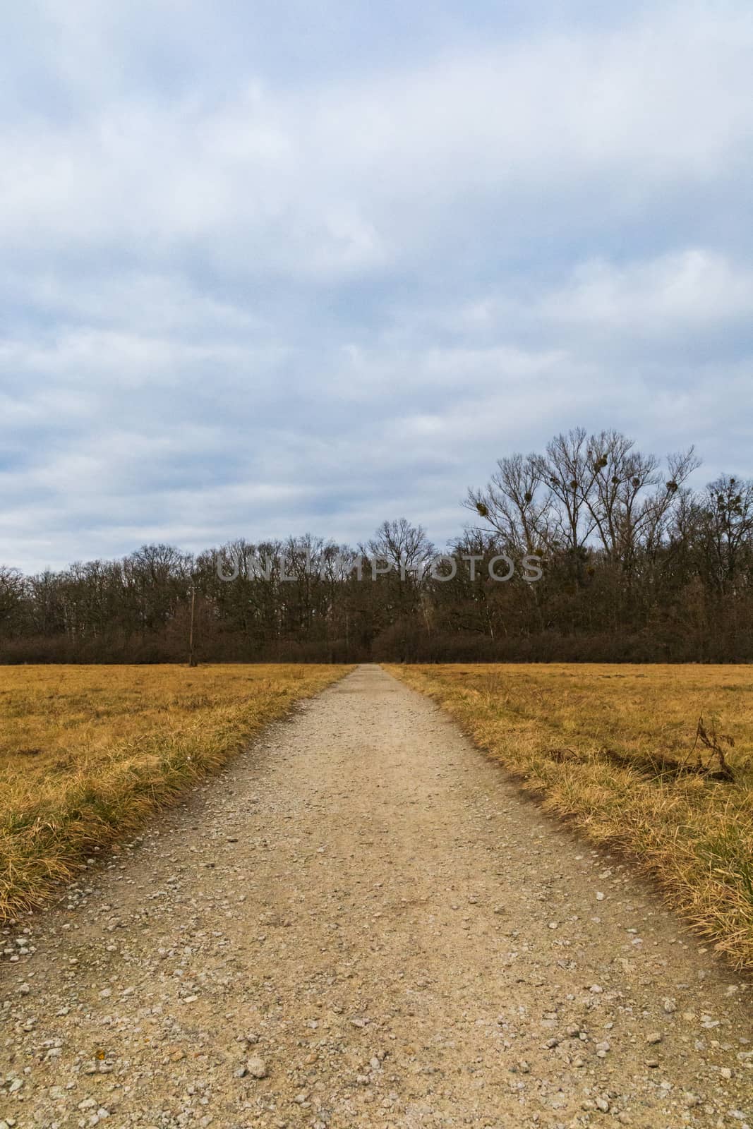 Long path to forest between yellow fields at sunny morning by Wierzchu