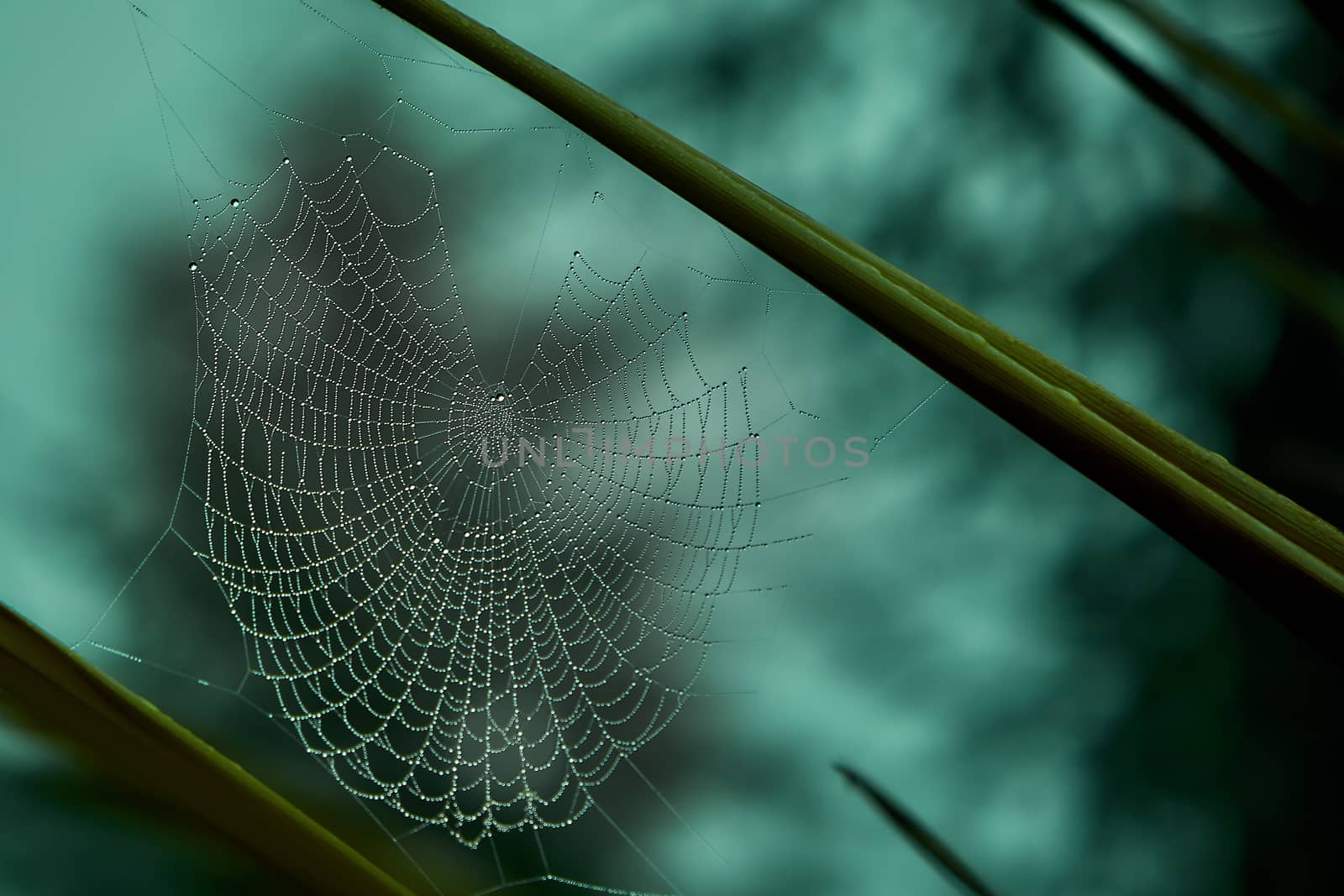 Spider web covered with dew drops between tree branches by SoniaKarelitz