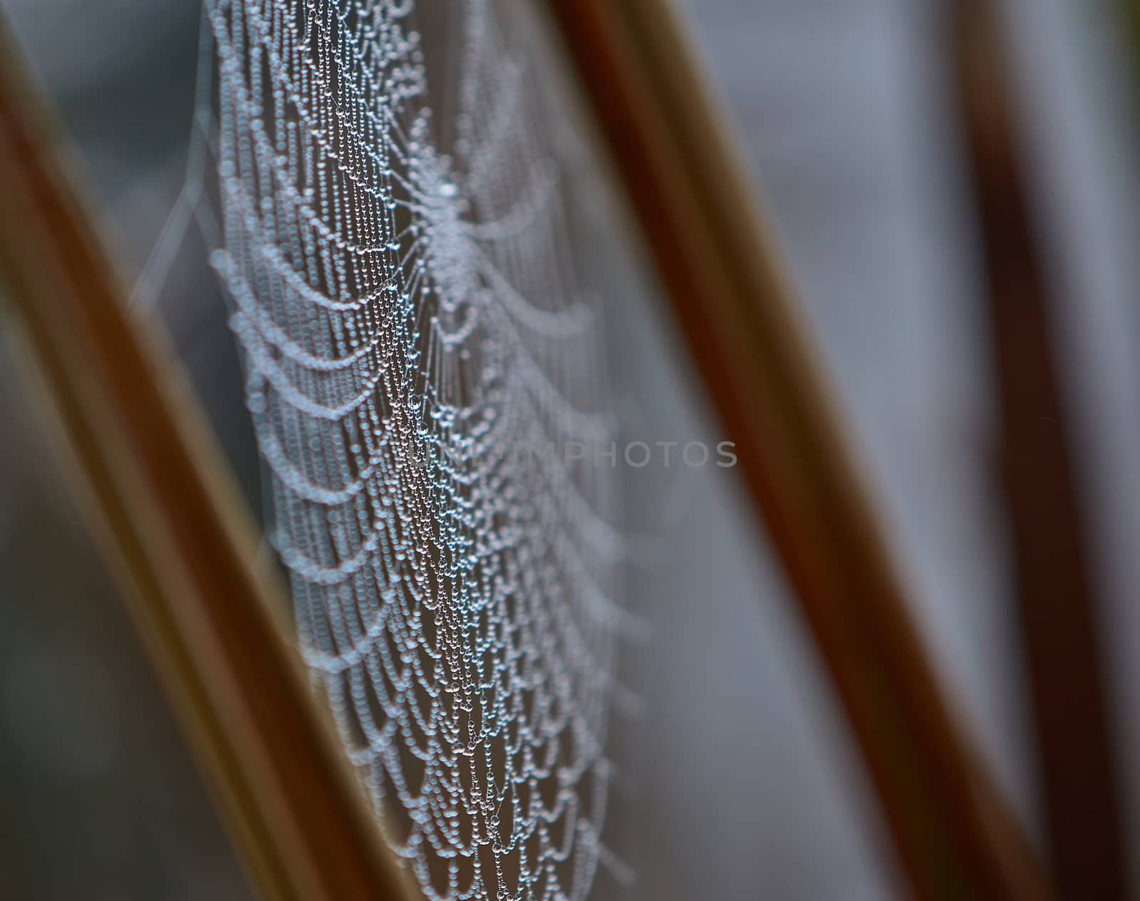 Spider webs between the branches of the trees covered with morning dew drops. Morning dew covering the vegetation. Image of nature and garden.