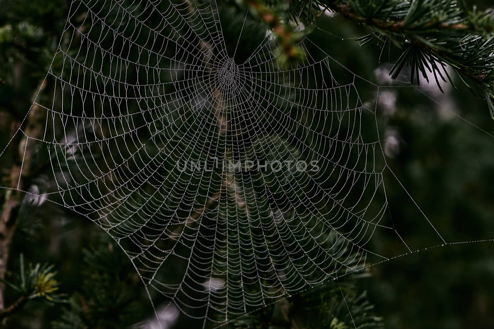 Spider webs between the branches of the trees covered with morning dew drops. Morning dew covering the vegetation. Image of nature and garden.