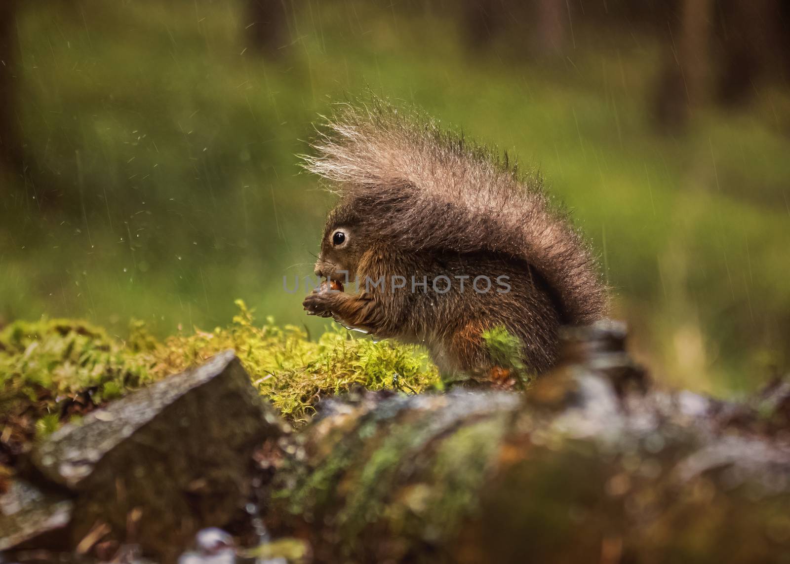 UK, Yorkshire - Nov 2020: Red Squirrel sheltering under his own tail as the rain falls