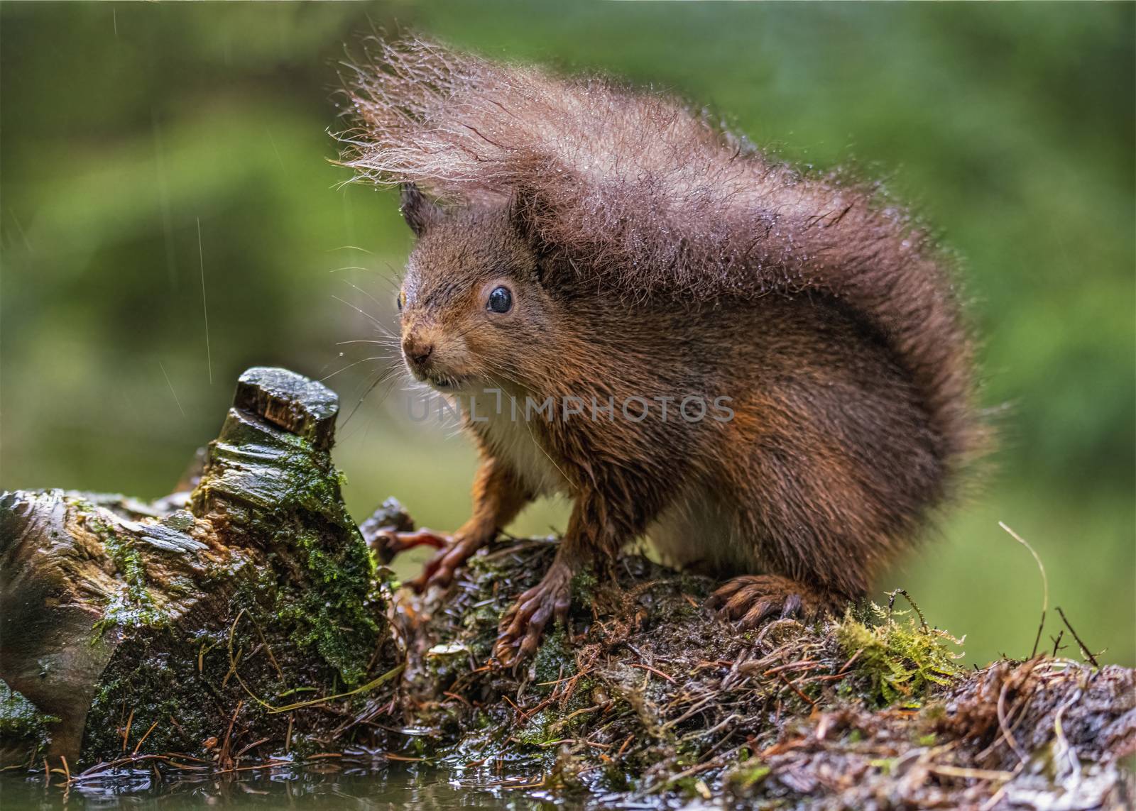Red Squirrel by mrs_vision