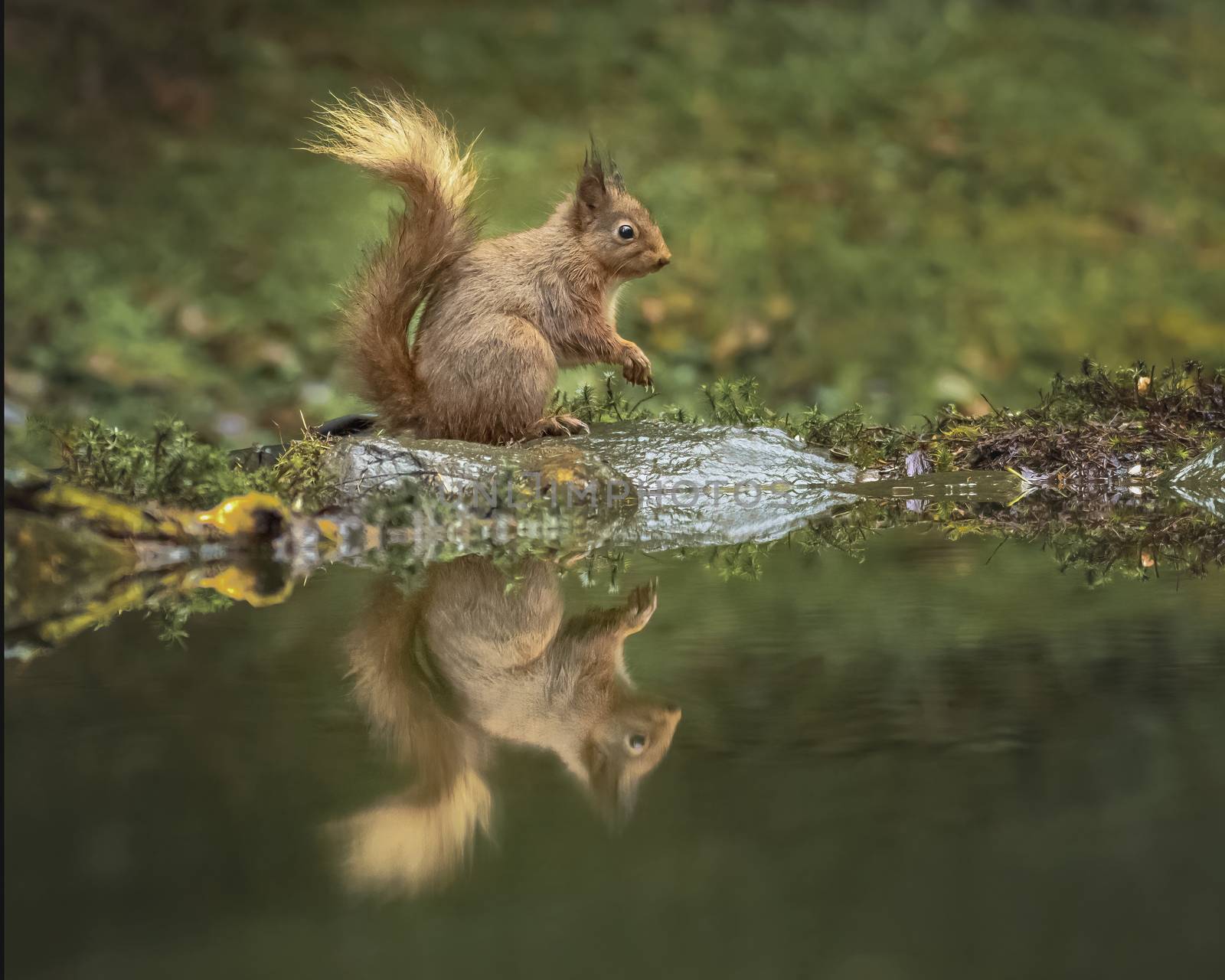 Red Squirrel sheltering under his own tail as the rain falls by mrs_vision