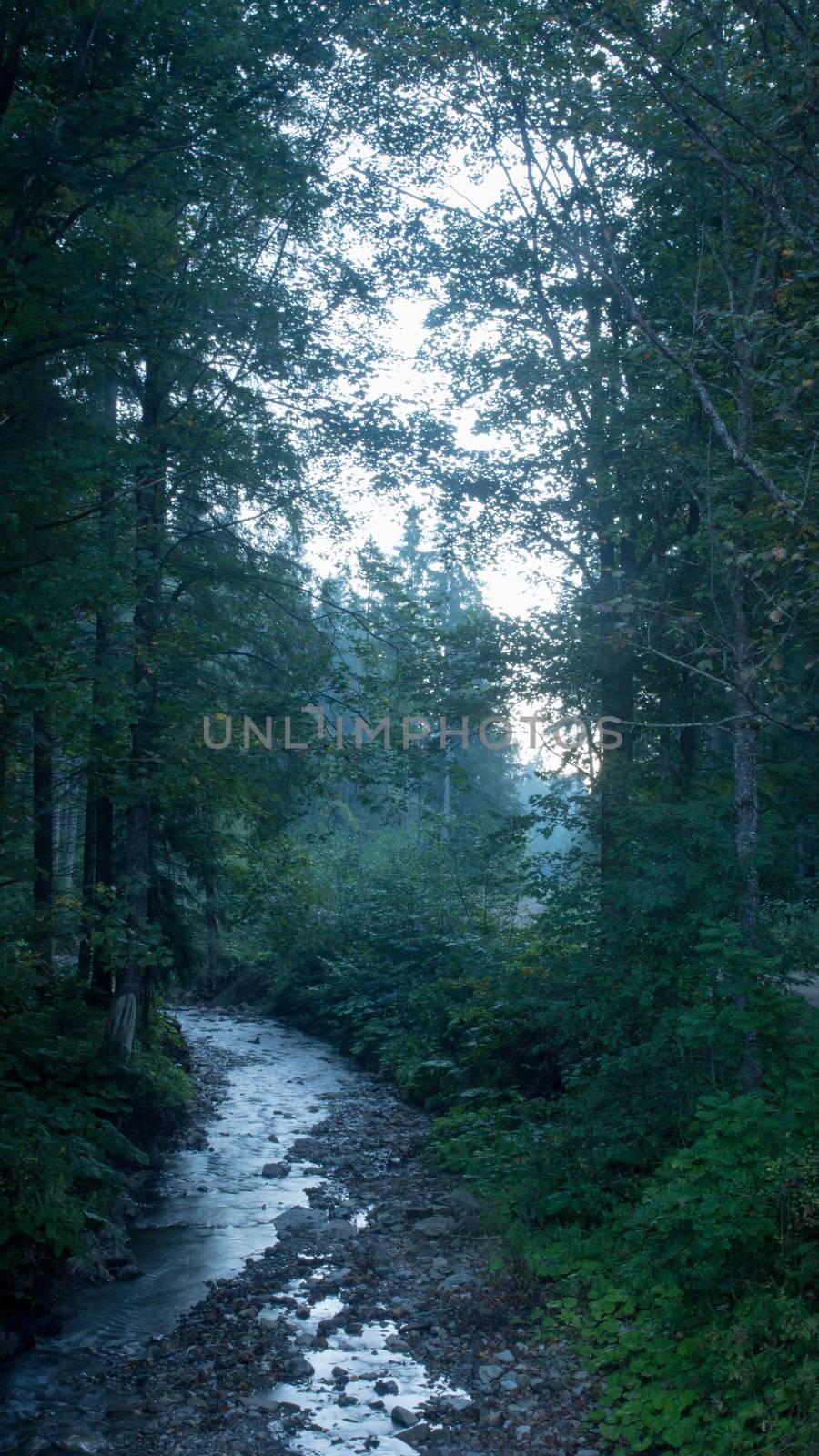 Beautiful landscape of mountain river. flow among mossy rocks in the forest in springtime. Trees in green foliage