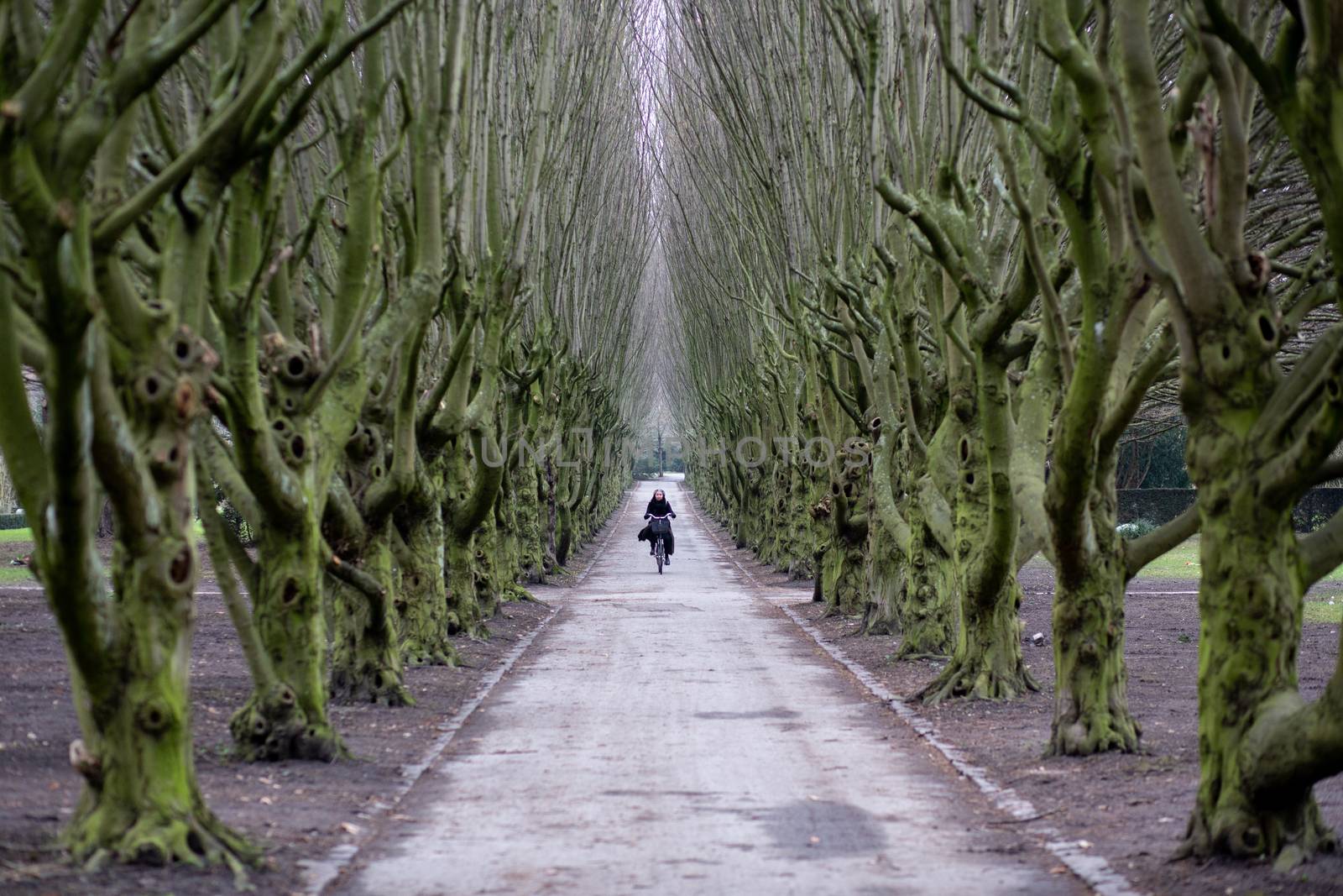 Moody Tree Alley on Vestre Cemetery in Copenhagen by oliverfoerstner
