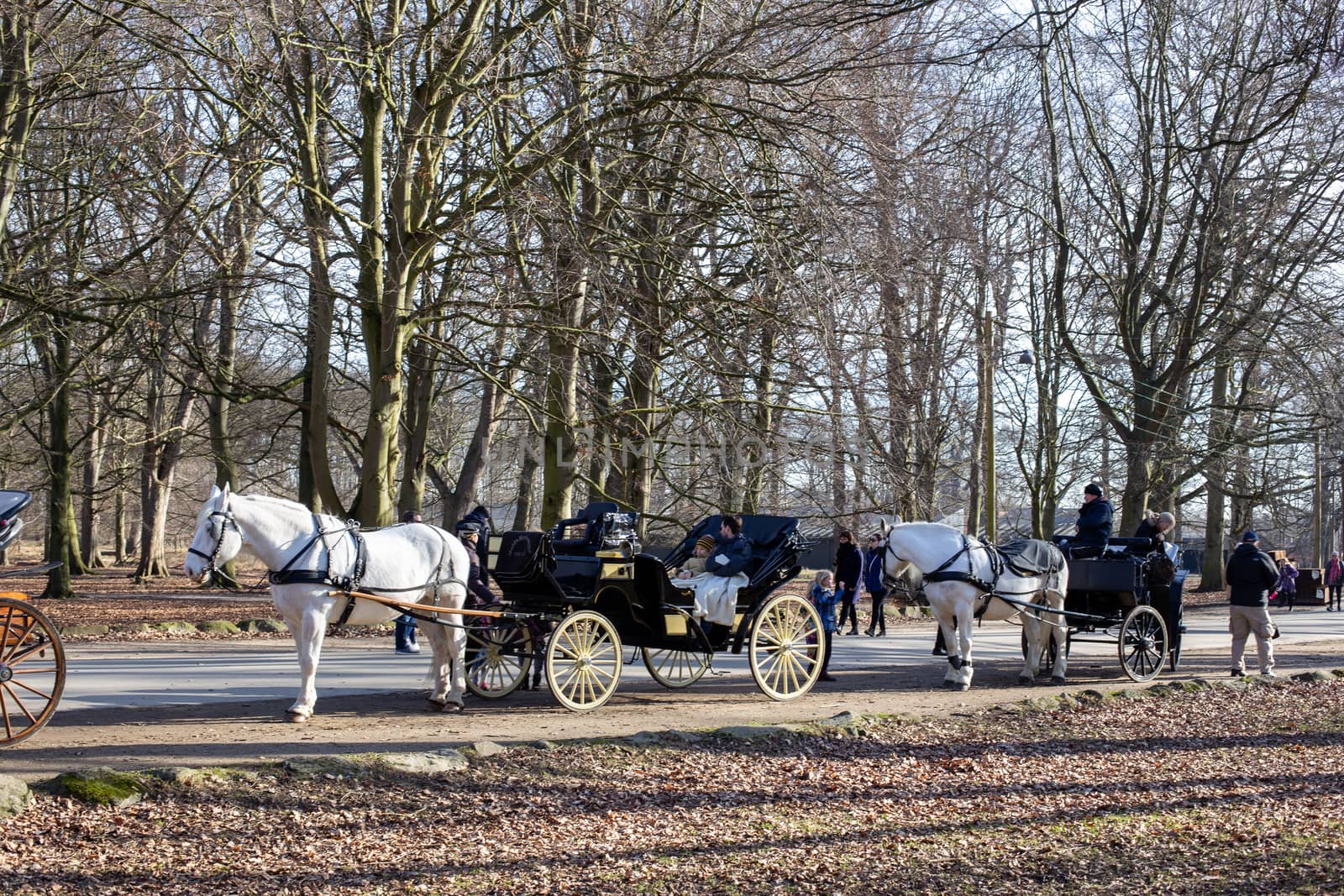 Klampenborg, Denmark - February 16, 2019: Two horse-drawn carriages inside the Deer Park Dyrehaven. Dyrehaven is a forest park north of Copenhagen.