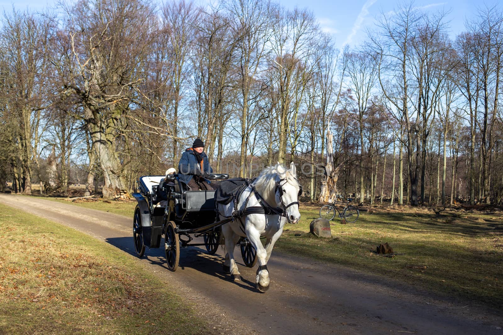 Klampenborg, Denmark - February 16, 2019: A horse-drawn carriages inside the Deer Park Dyrehaven. Dyrehaven is a forest park north of Copenhagen.