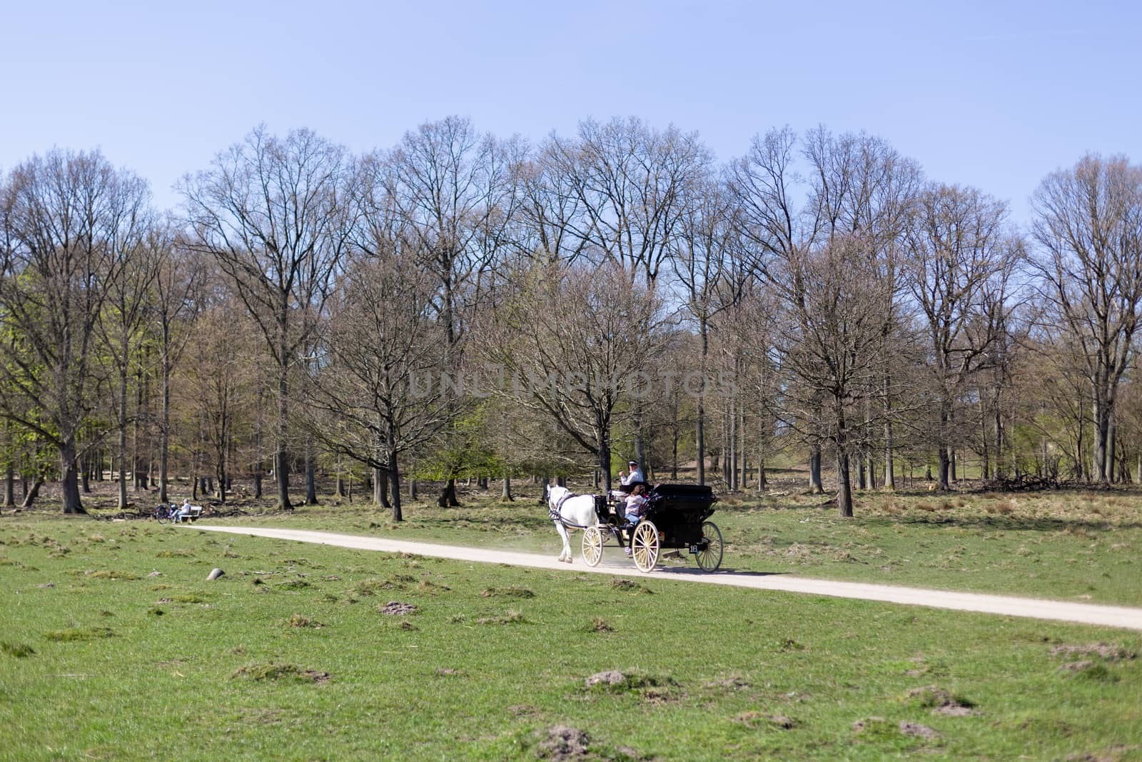 Horse-drawn carriage in Deer Park North of Copenhagen by oliverfoerstner