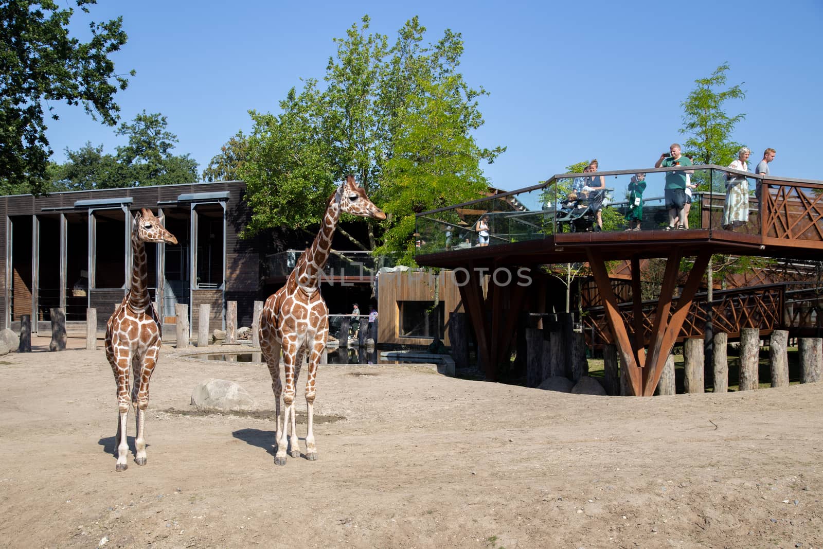Giraffes in Copenhagen Zoo by oliverfoerstner