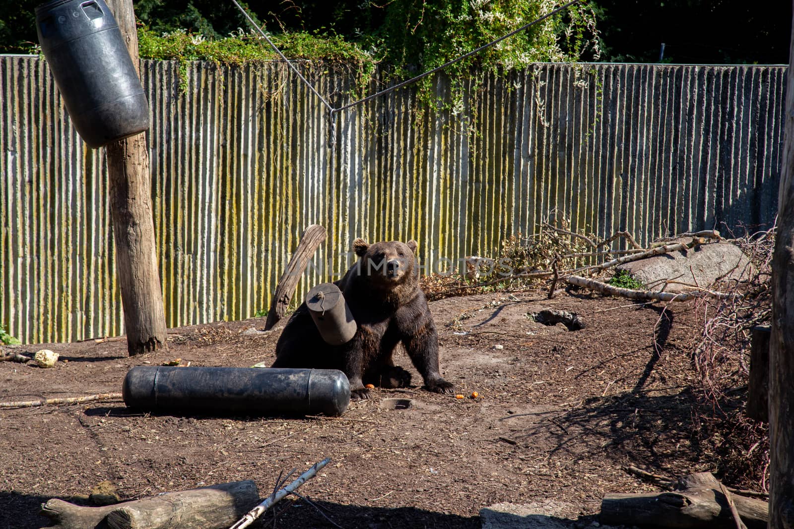 Brown Bear in Copenhagen Zoo by oliverfoerstner