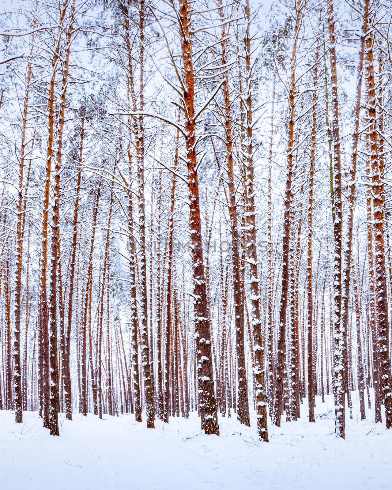 Snowfall in a pine forest on a winter cloudy day. Pine trunks covered with stuck snow.