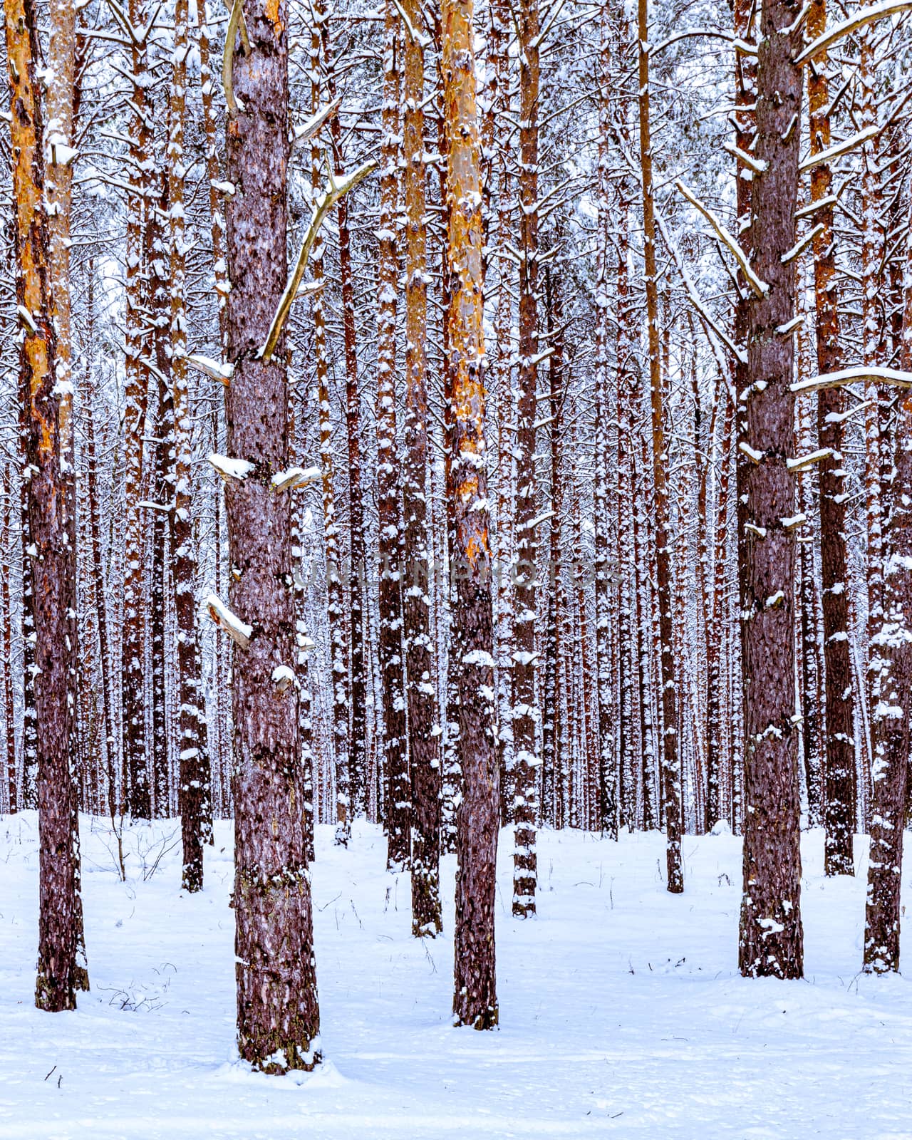 Snowfall in a pine forest on a winter cloudy day. Pine trunks covered with stuck snow.