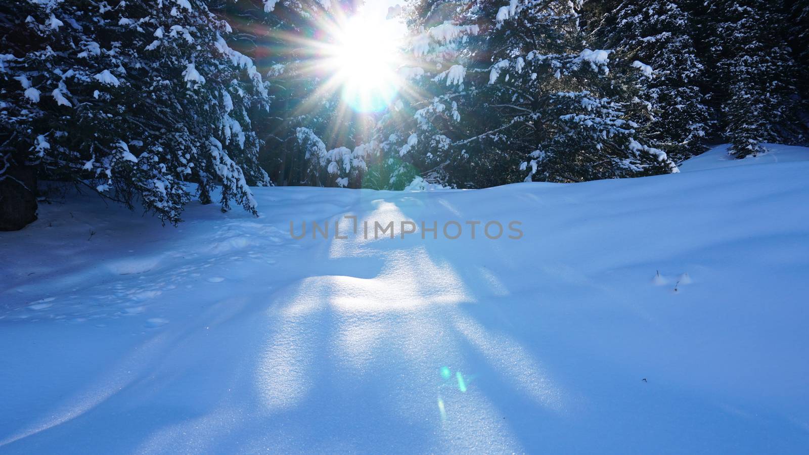 Winter forest in the mountains. Snowflakes shimmer in the sun. Tree branches covered with snow. The shadow of the trees falls on the snow. Bright rays of the sun. A fairy tale in the mountains.