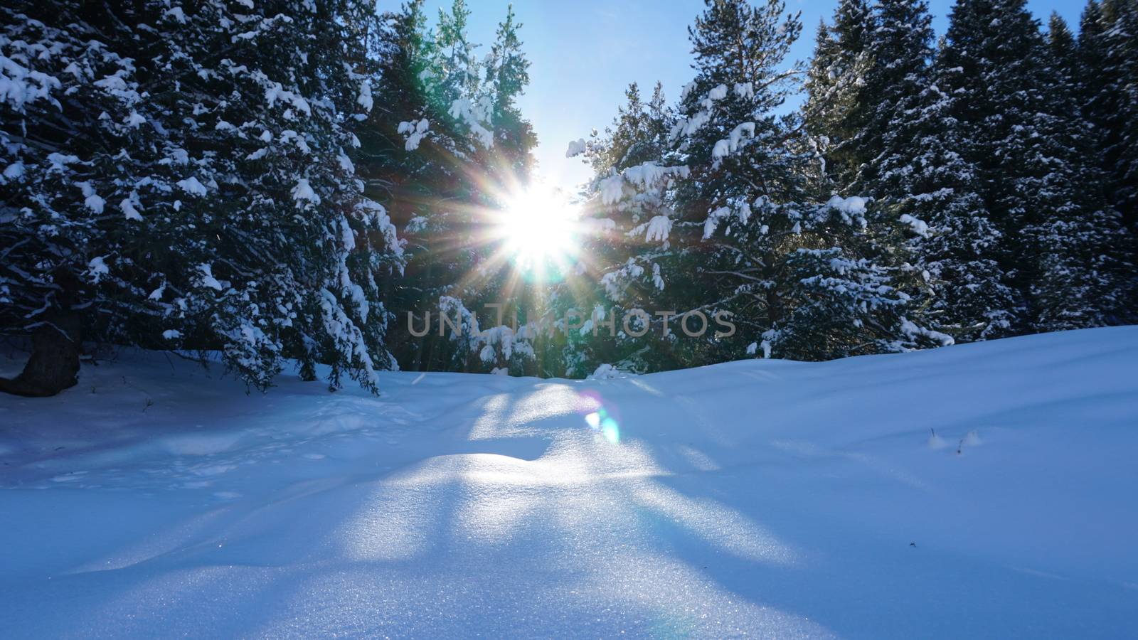 Winter forest in the mountains. Snowflakes shimmer in the sun. Tree branches covered with snow. The shadow of the trees falls on the snow. Bright rays of the sun. A fairy tale in the mountains.