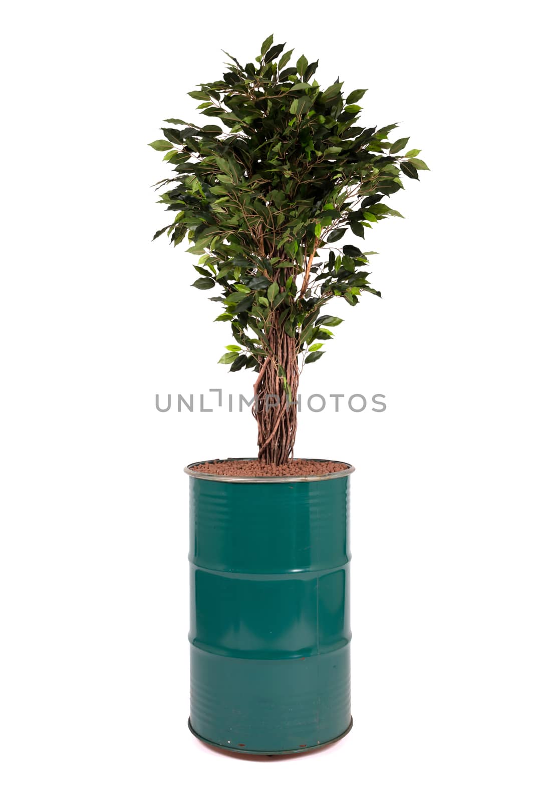 Artificial ficus tree like real as modern evergreen ecological d by michaklootwijk