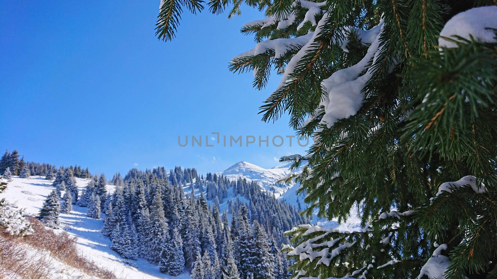 Macro photography of coniferous trees under snow. Snowy mountain. Blue sky. Mountain peaks are visible. Green branches under the snow. New year mood. Journey to a fairy tale.